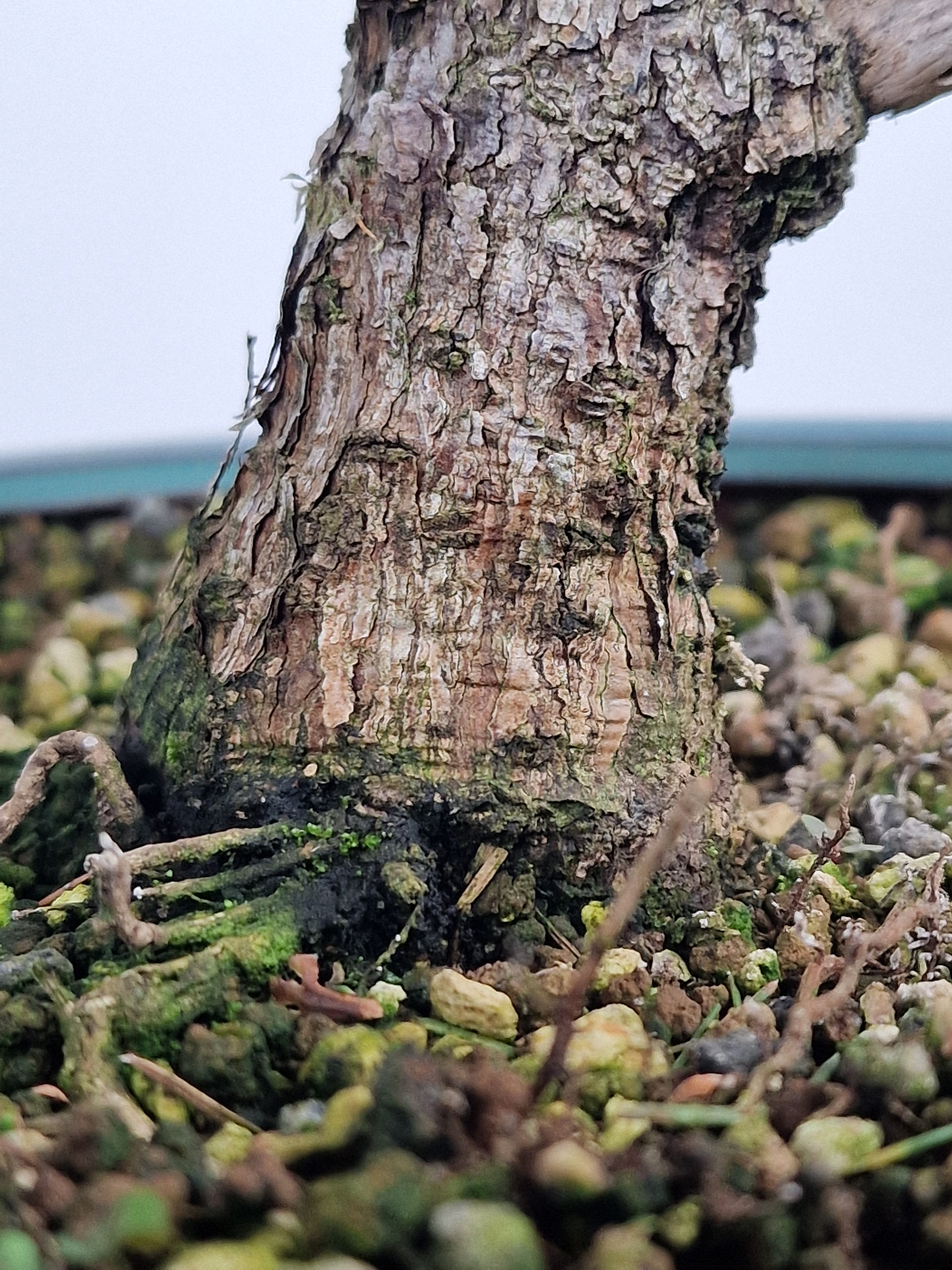 Dwarf Picea pre-bonsai No. 1