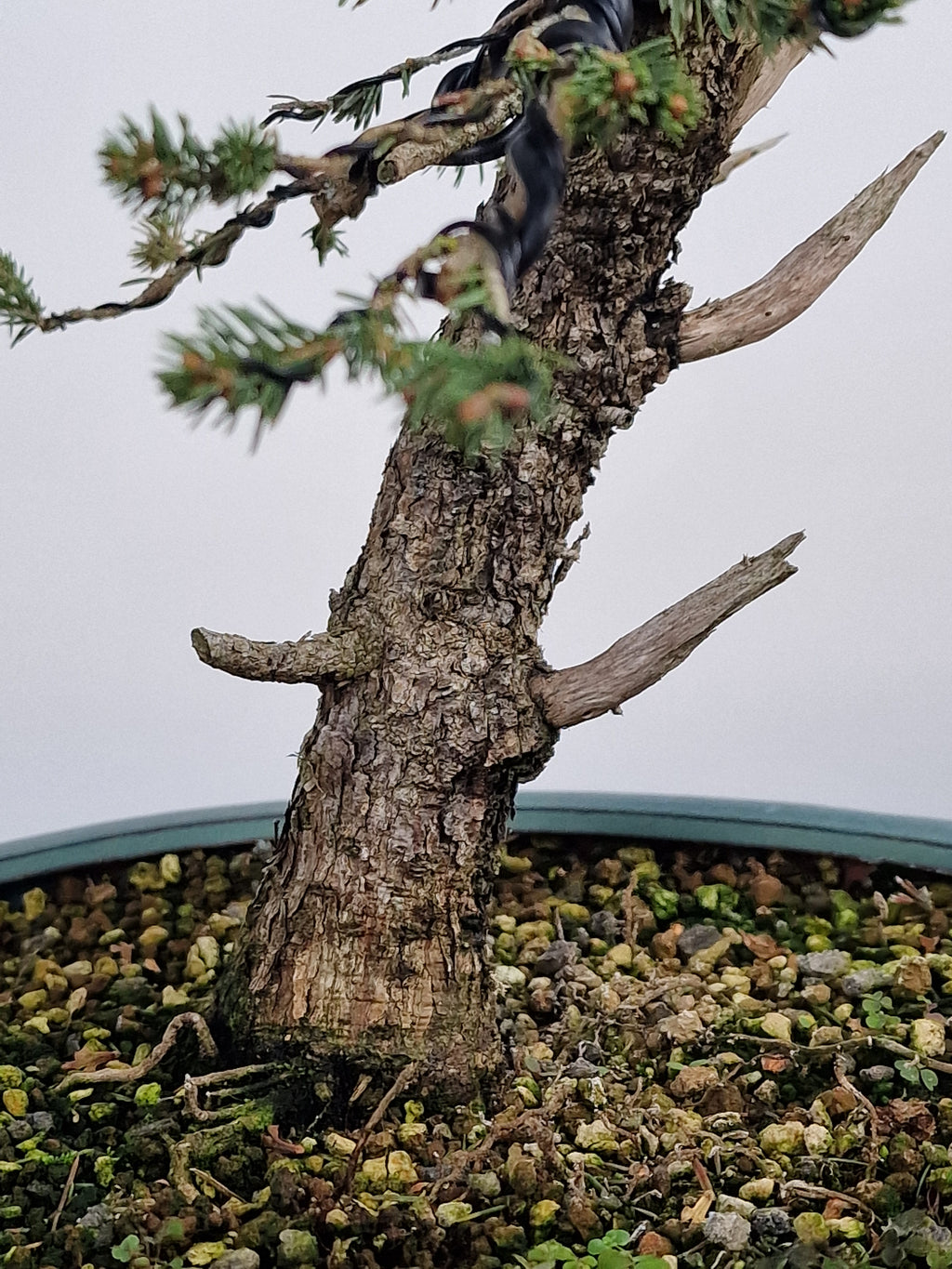 Dwarf Picea pre-bonsai No. 1