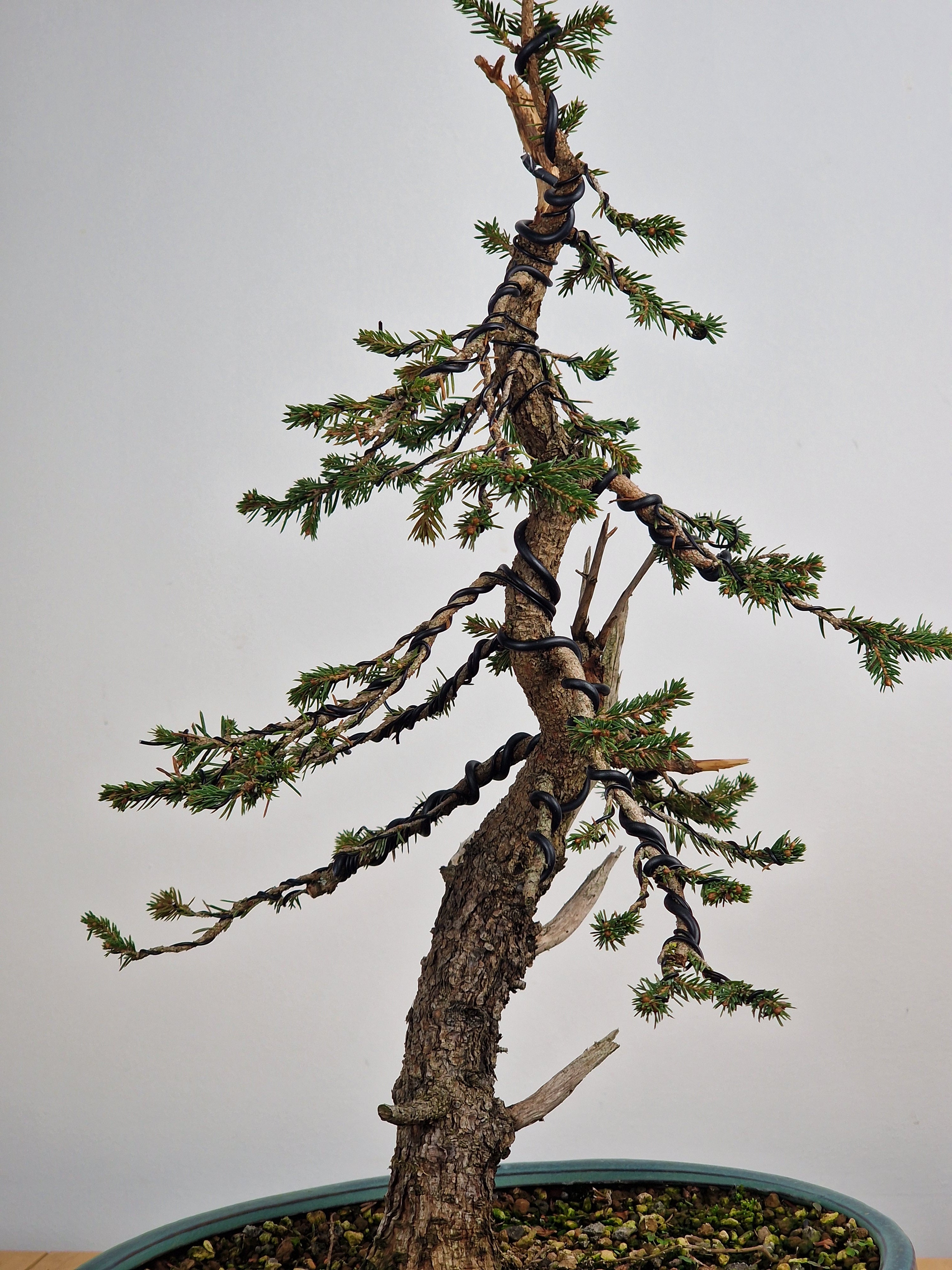 Dwarf Picea pre-bonsai No. 1