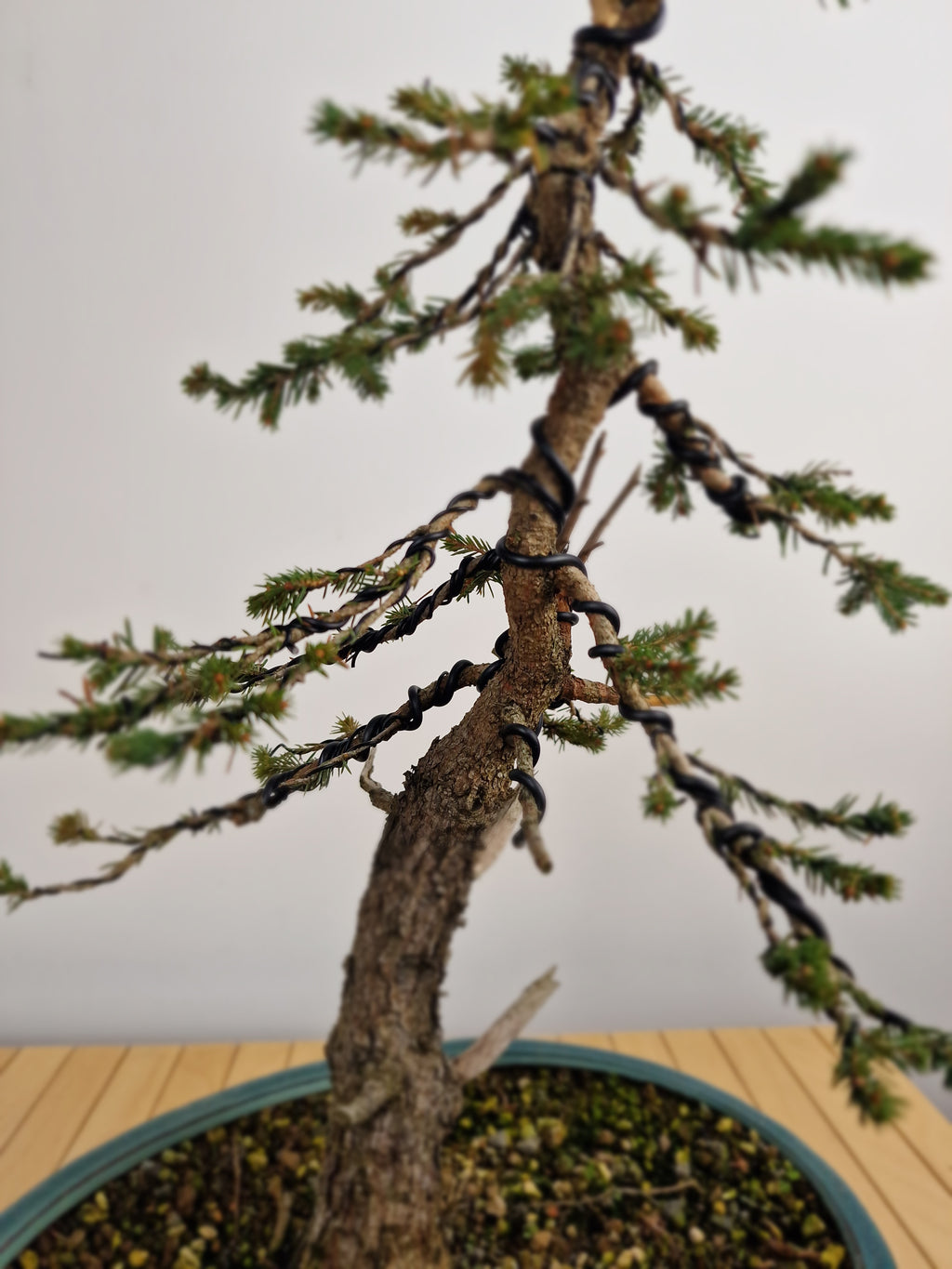 Dwarf Picea pre-bonsai No. 1