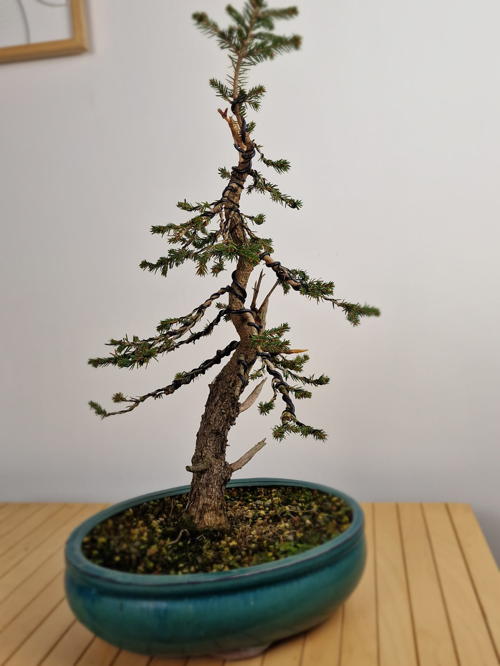 Dwarf Picea pre-bonsai No. 1