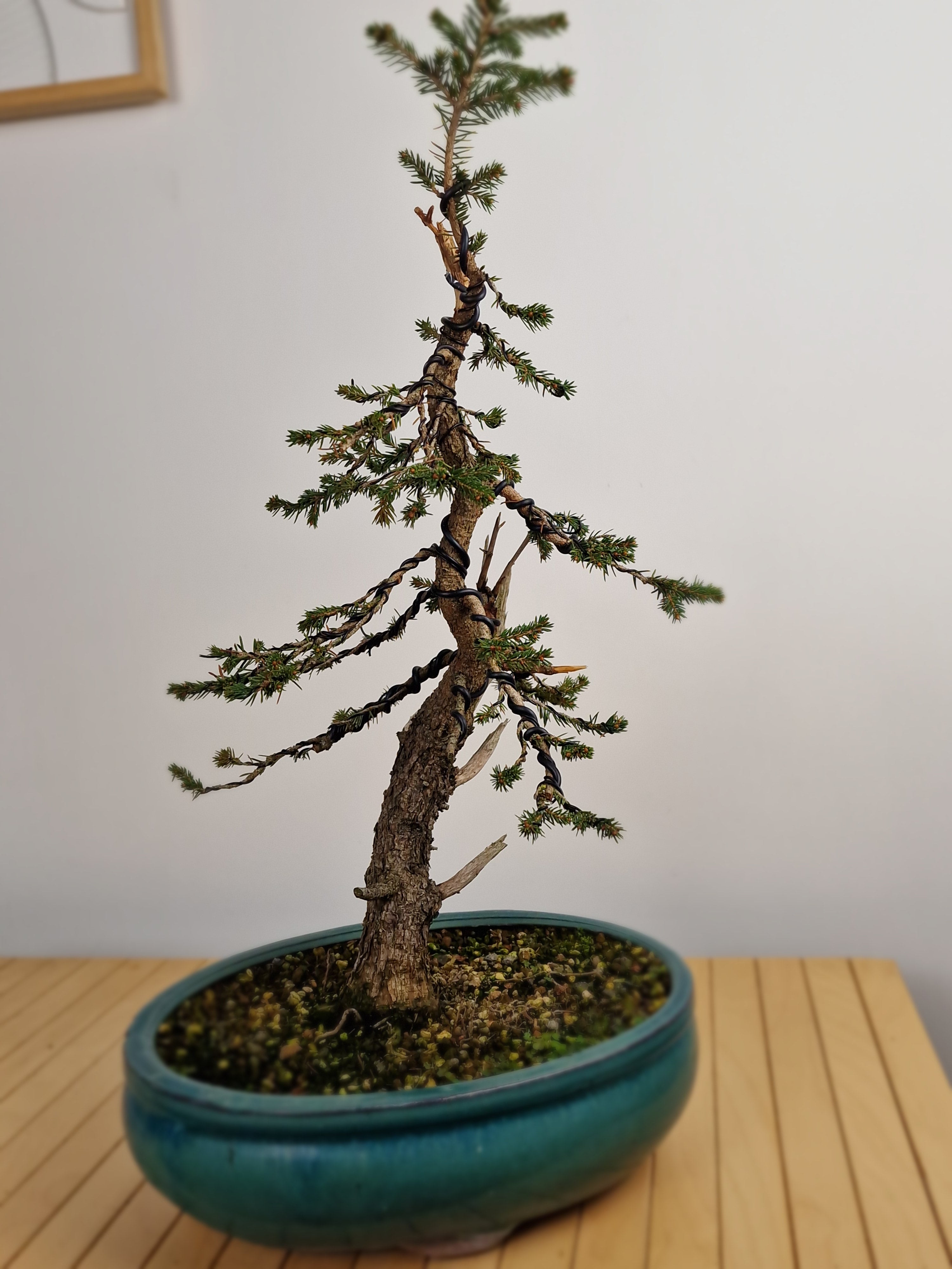 Dwarf Picea pre-bonsai No. 1