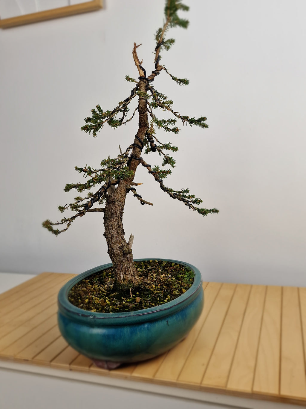 Dwarf Picea pre-bonsai No. 1