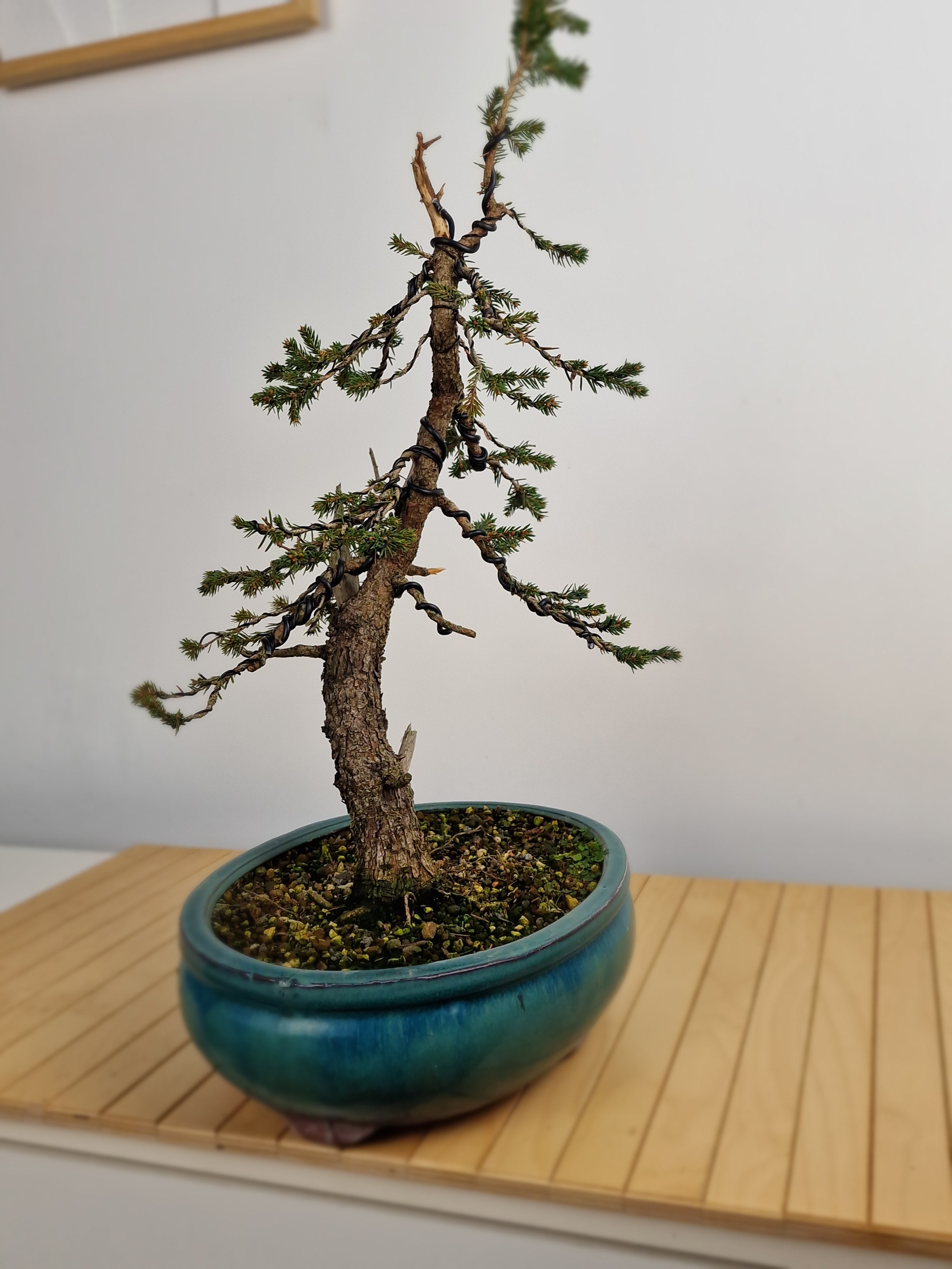 Dwarf Picea pre-bonsai No. 1