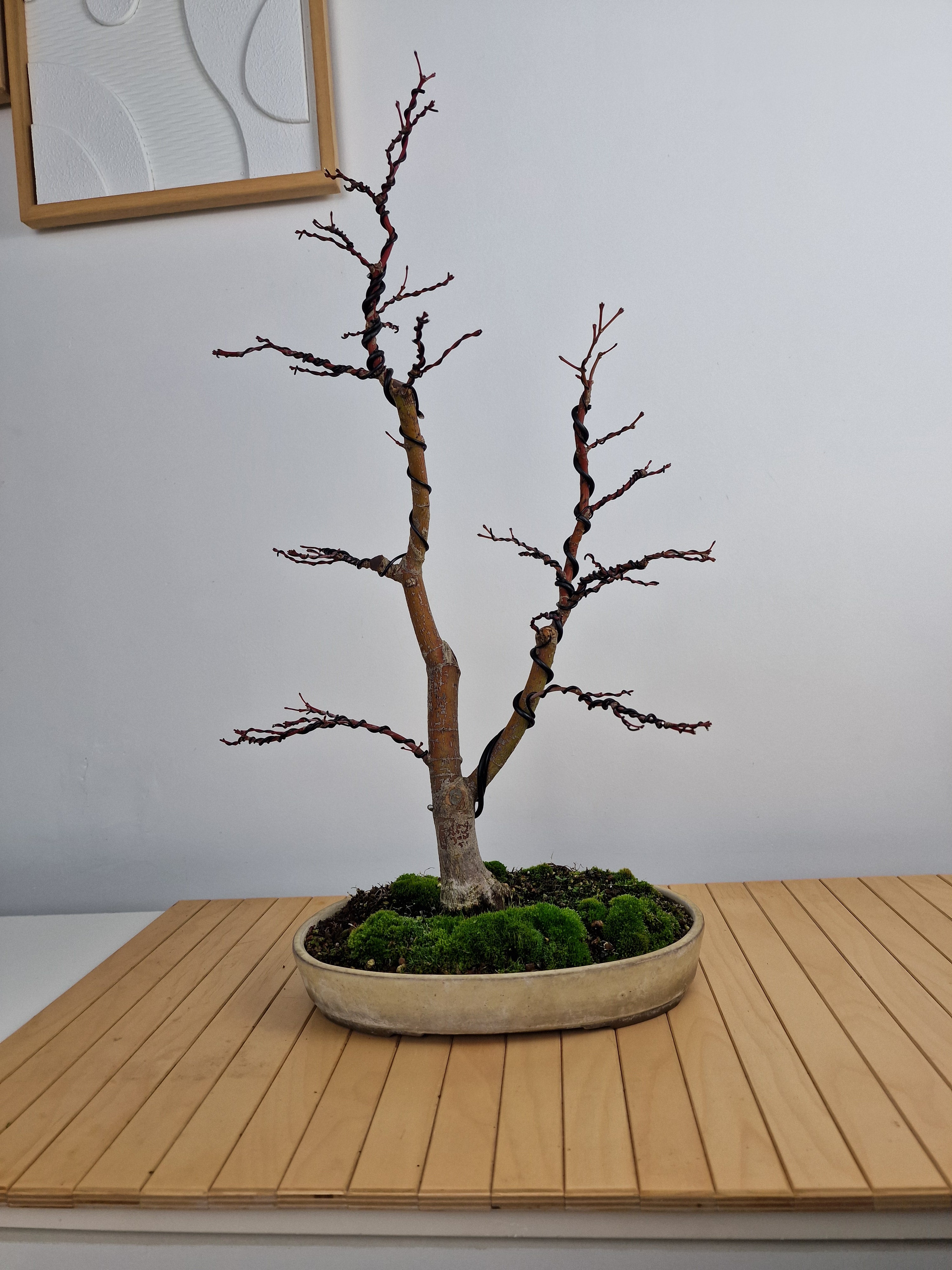 Acer palmatum Katsura bonsai No.1