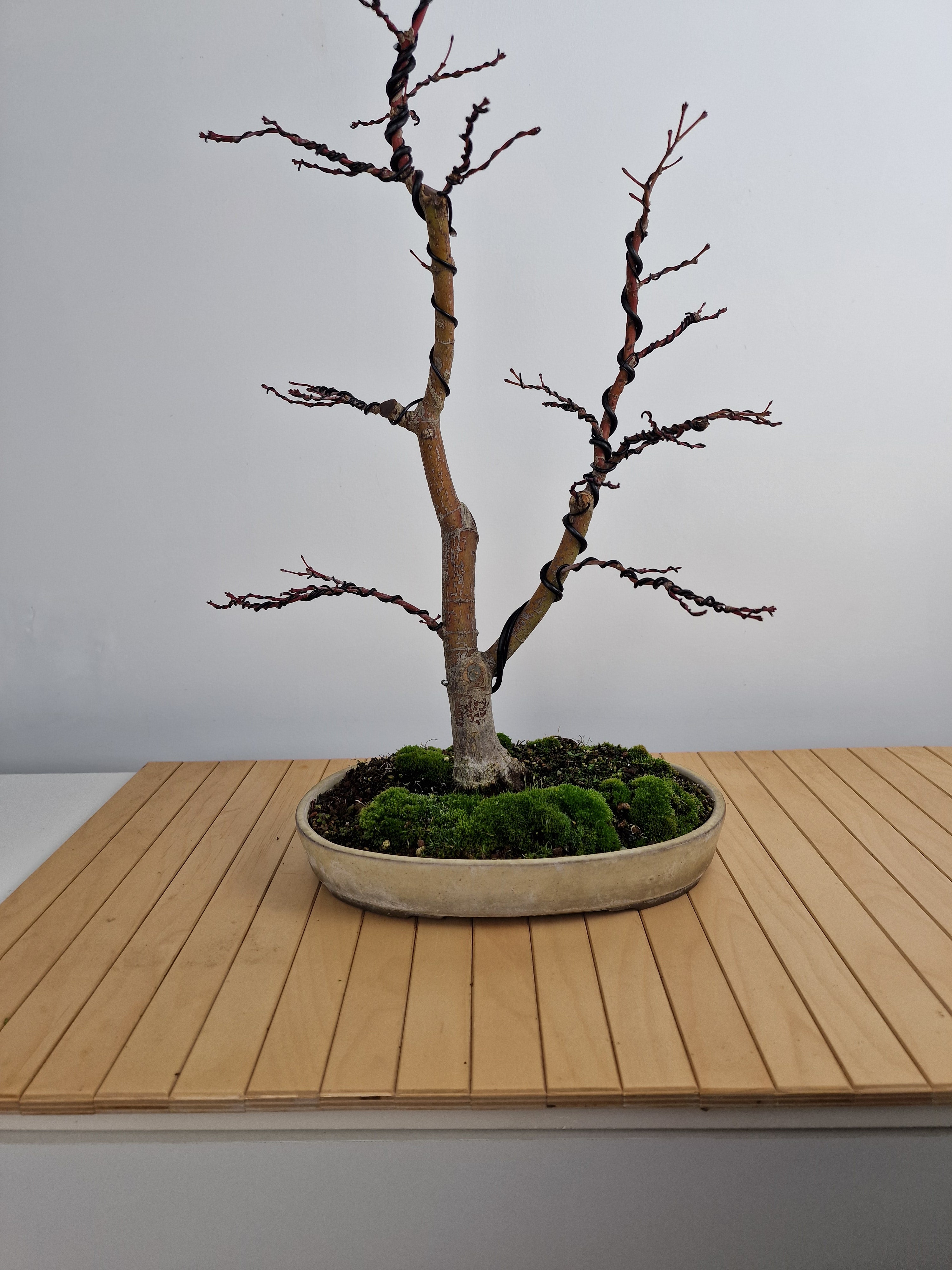 Acer palmatum Katsura bonsai No.1