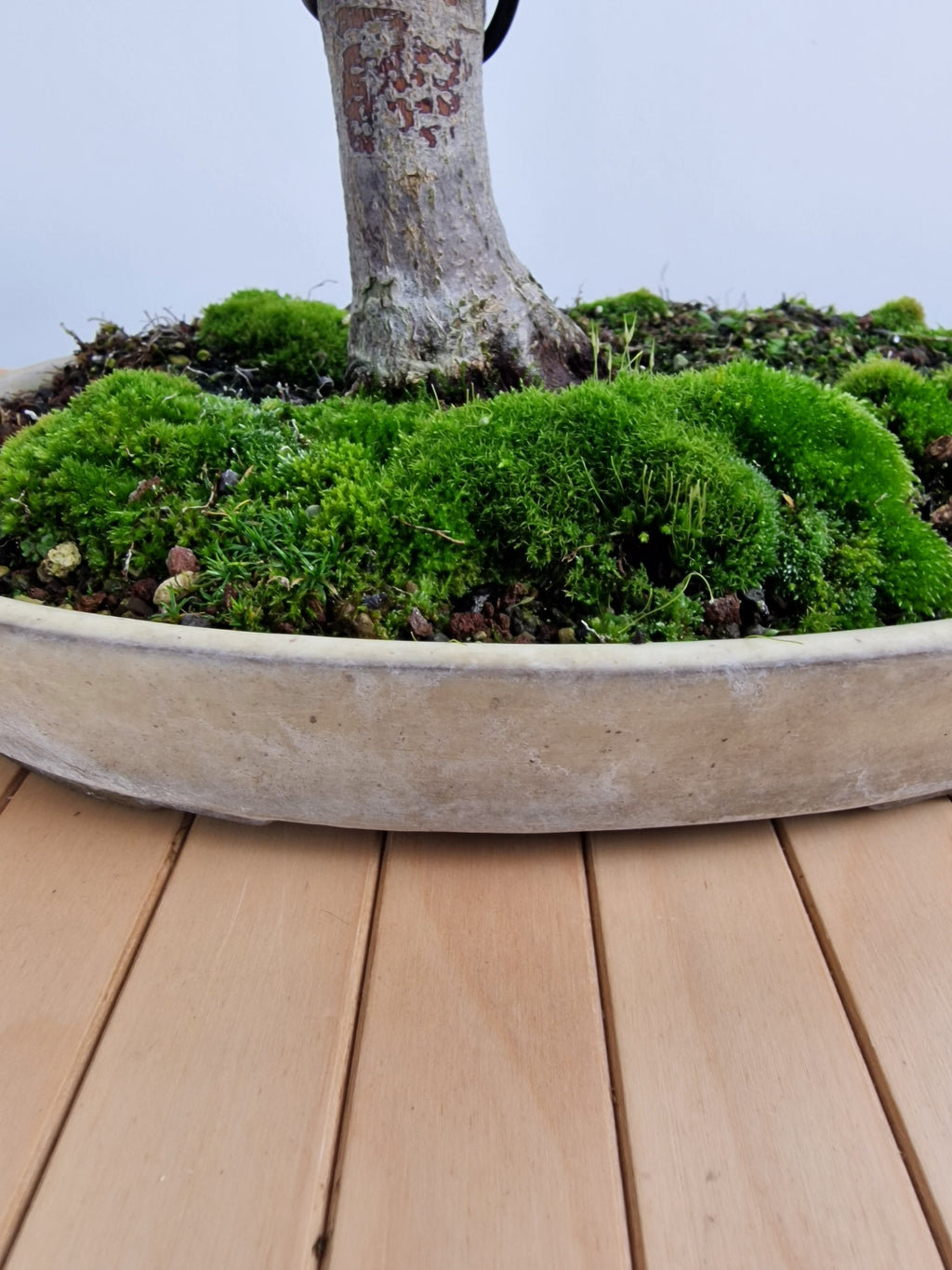 Acer palmatum Katsura bonsai nr.1