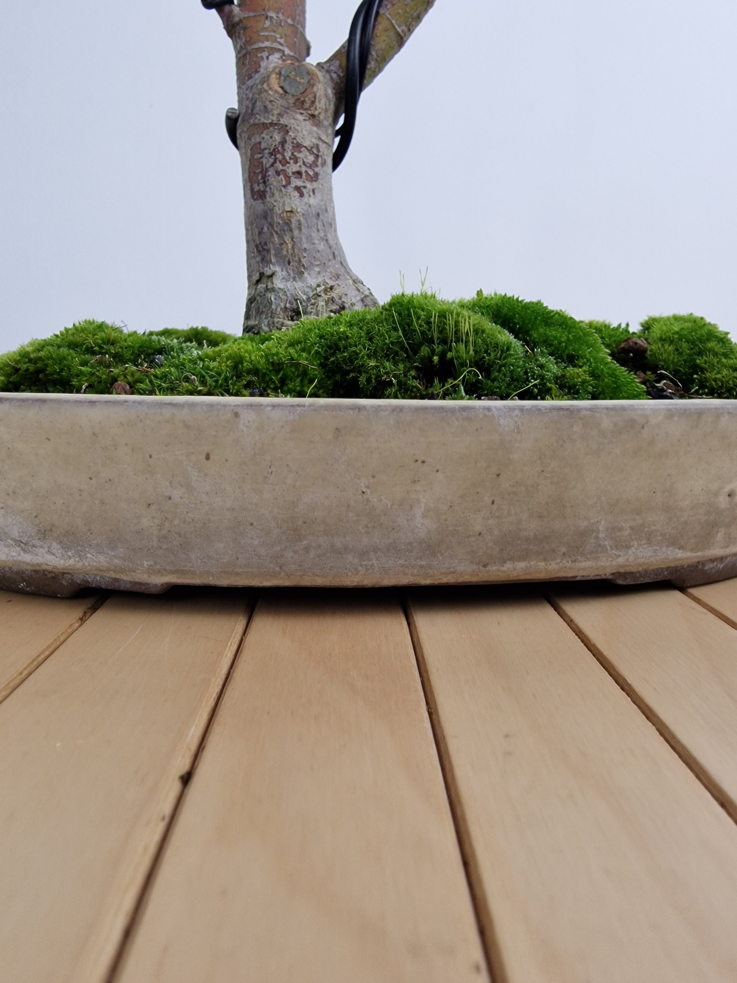 Acer palmatum Katsura bonsai nr.1