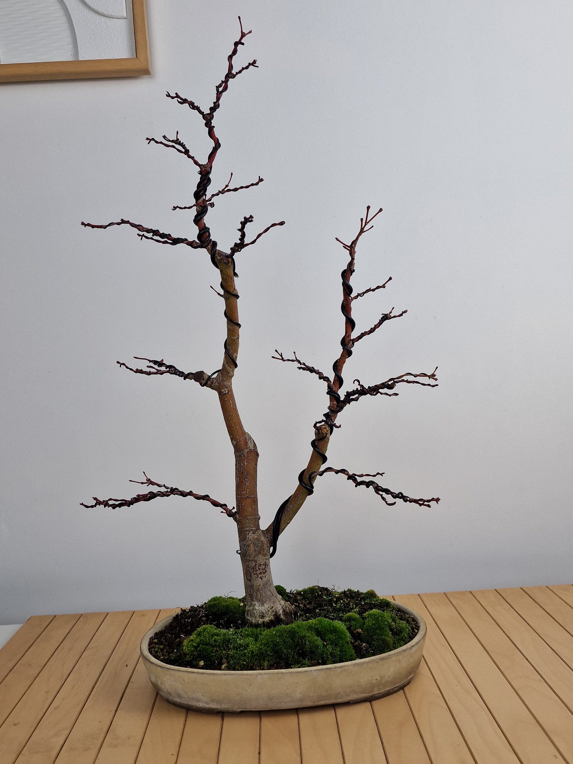 Acer palmatum Katsura bonsai nr.1