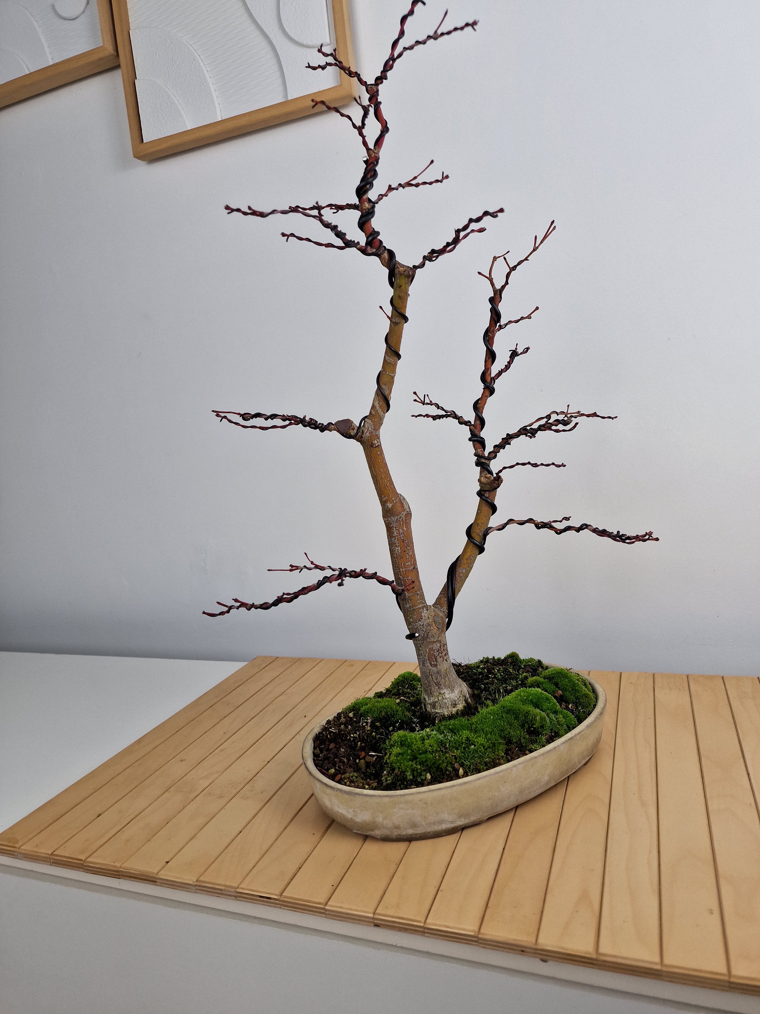 Acer palmatum Katsura bonsai nr.1