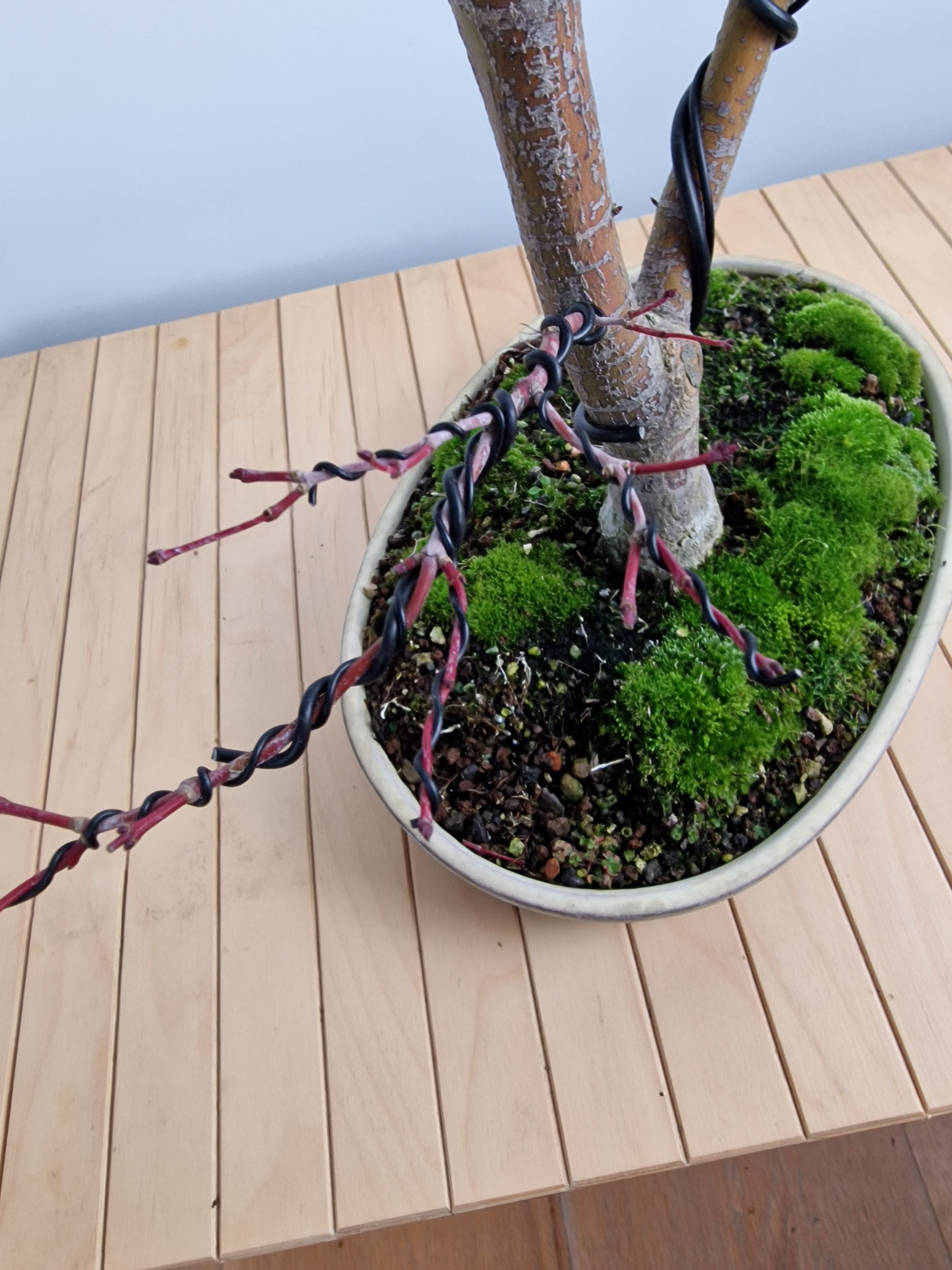 Acer palmatum Katsura bonsai nr.1