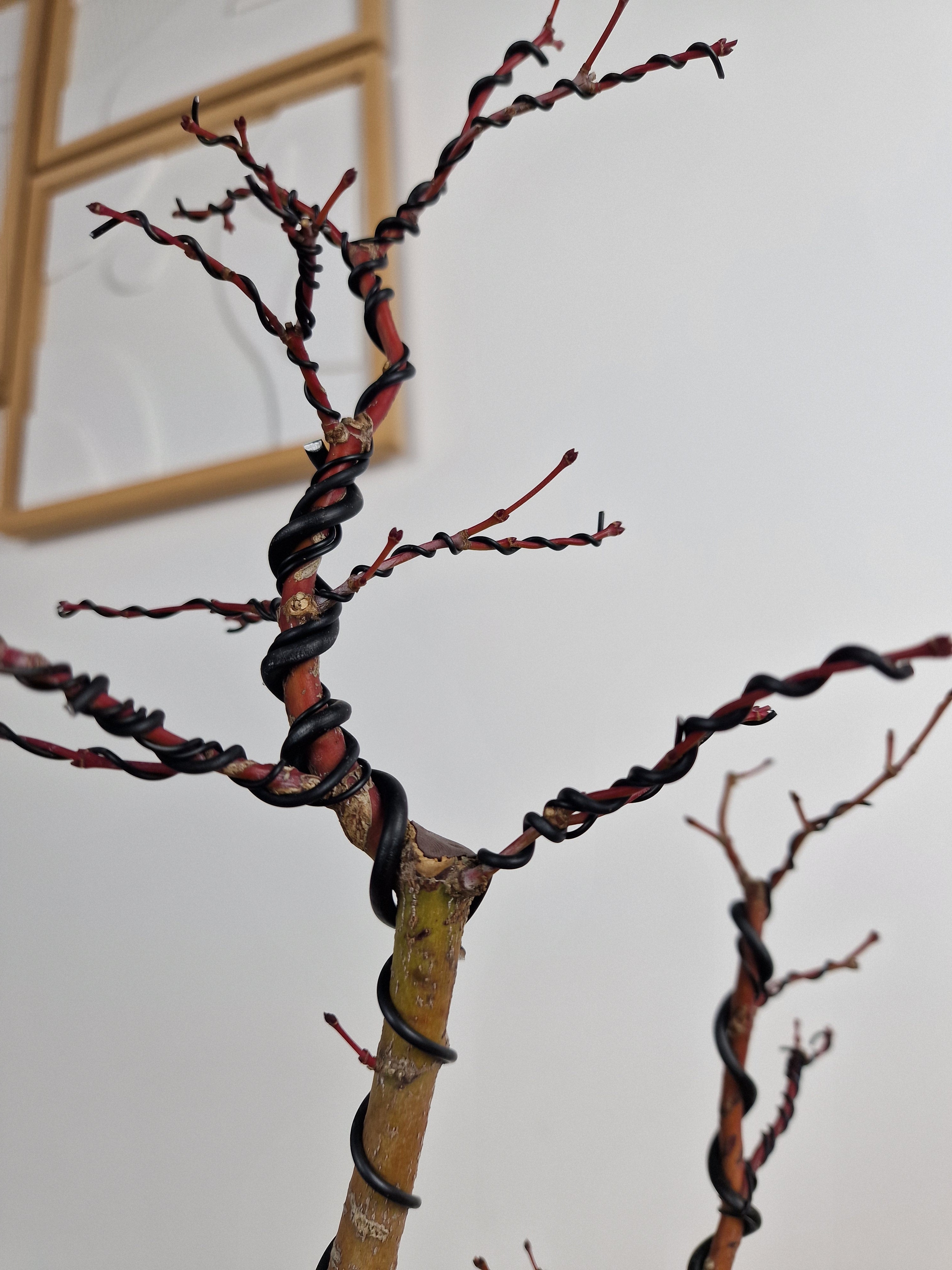 Acer palmatum Katsura bonsai nr.1