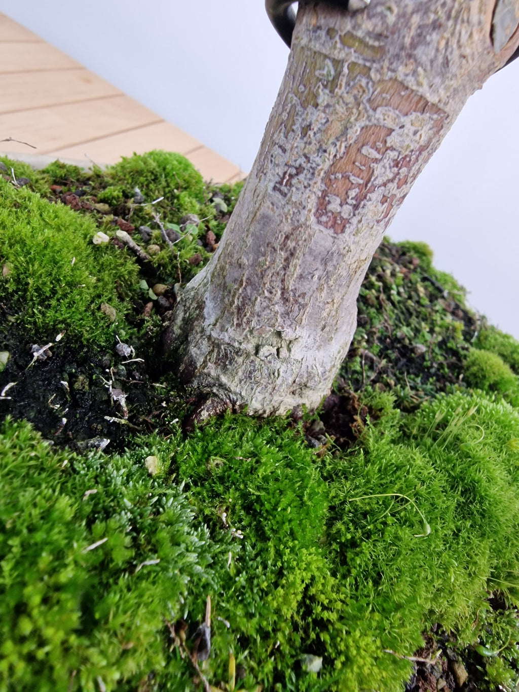 Acer palmatum Katsura bonsai nr.1