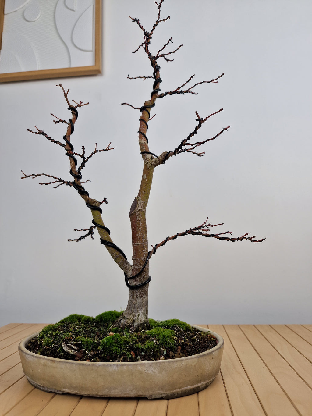 Acer palmatum Katsura bonsai nr.1