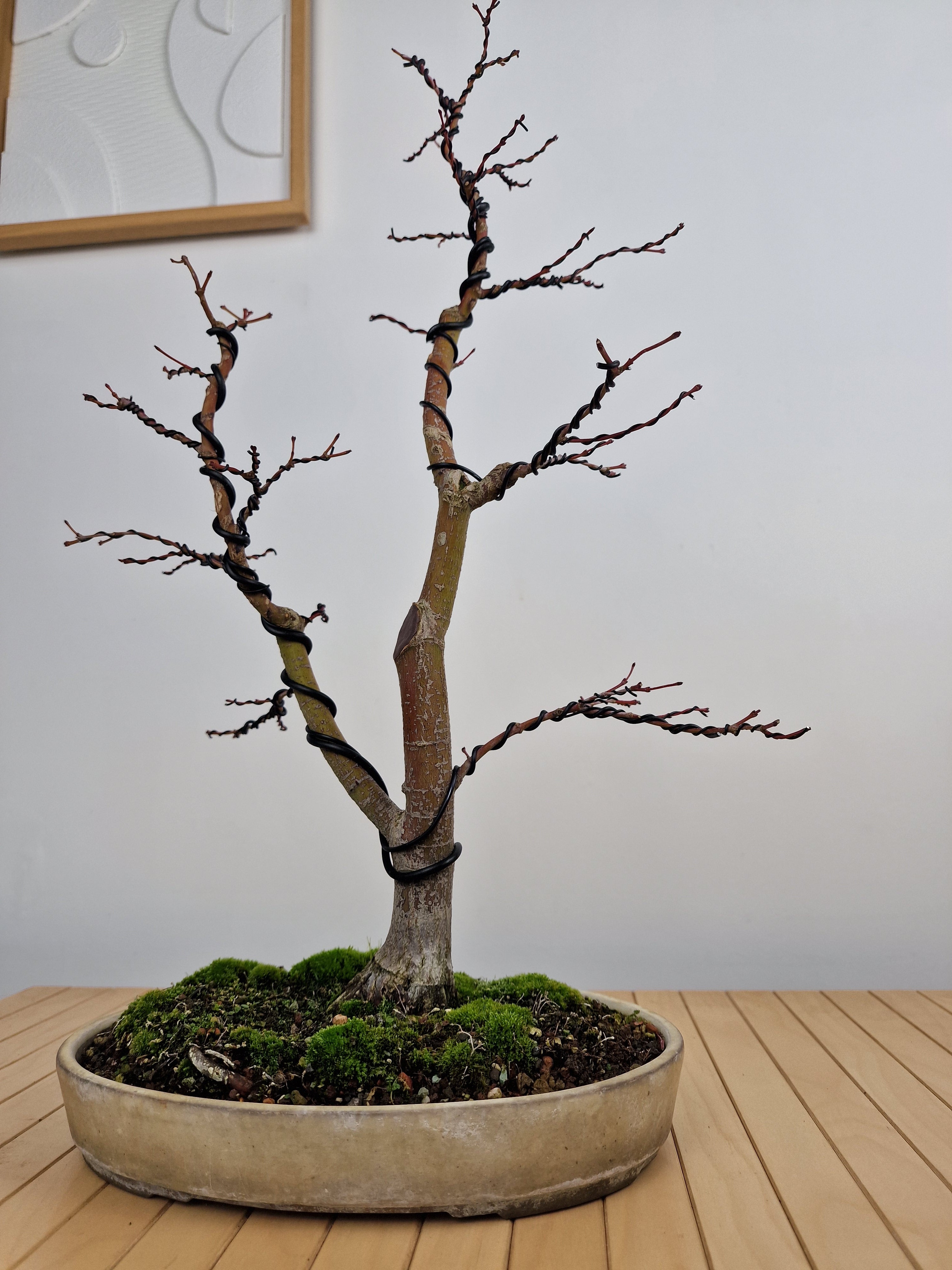 Acer palmatum Katsura bonsai No.1