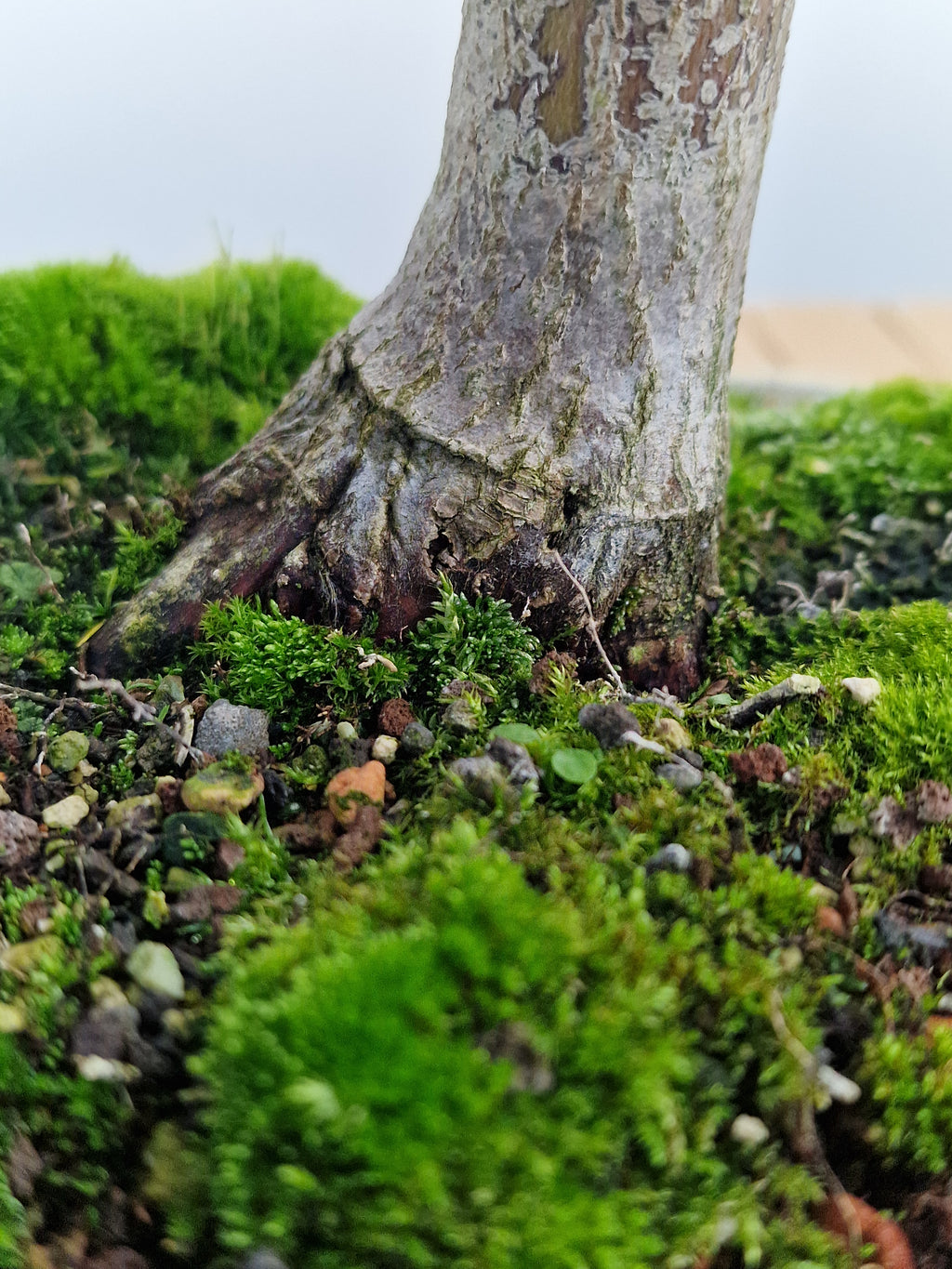 Acer palmatum Katsura bonsai nr.1