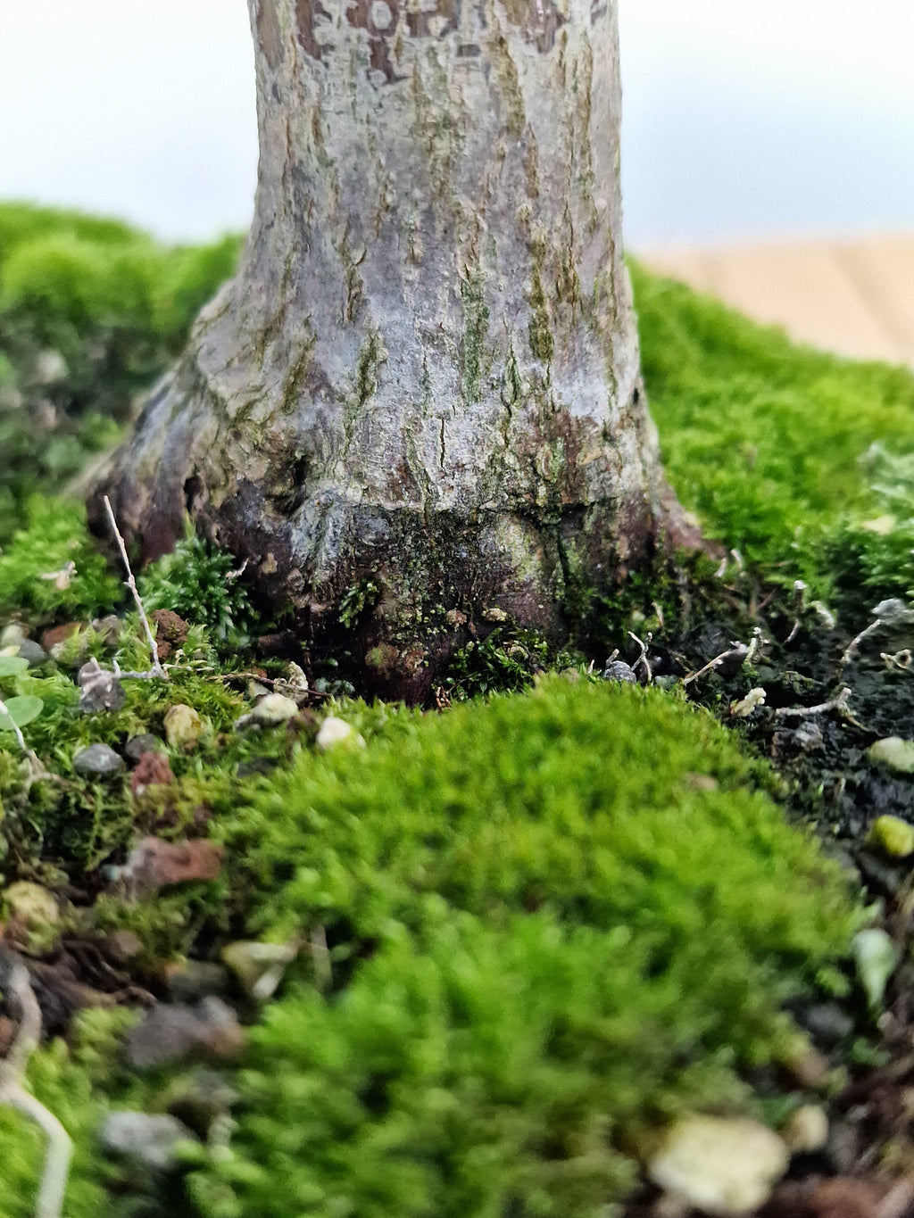 Acer palmatum Katsura bonsai nr.1