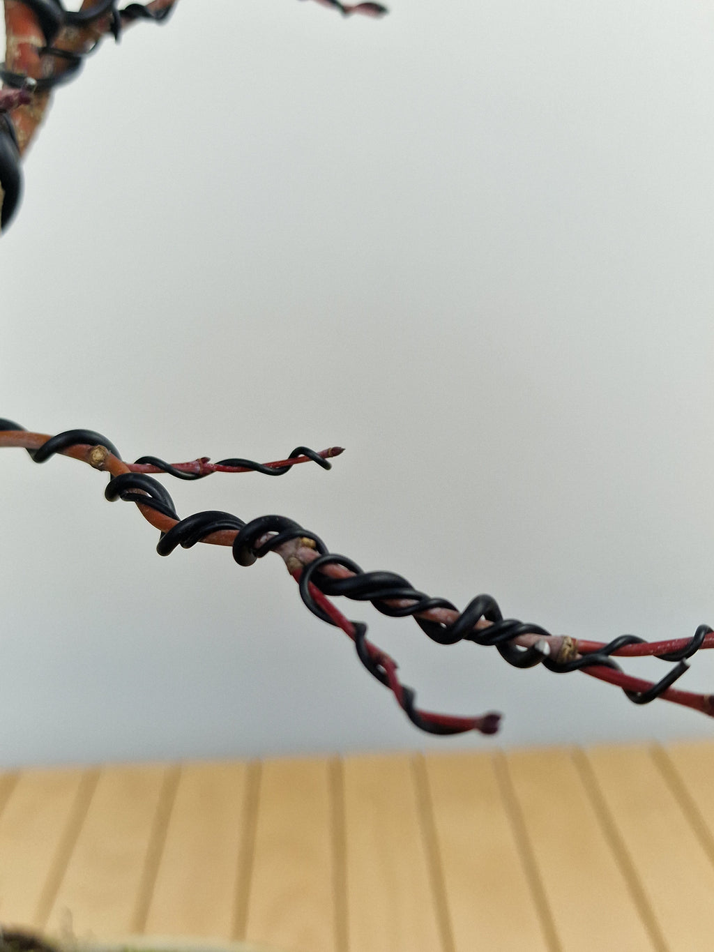 Acer palmatum Triple trunk bonsai No.1