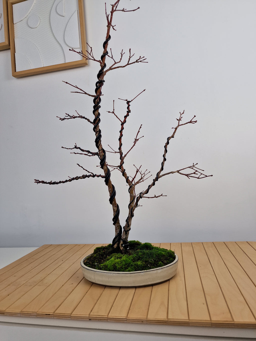 Acer palmatum Triple trunk bonsai No.1
