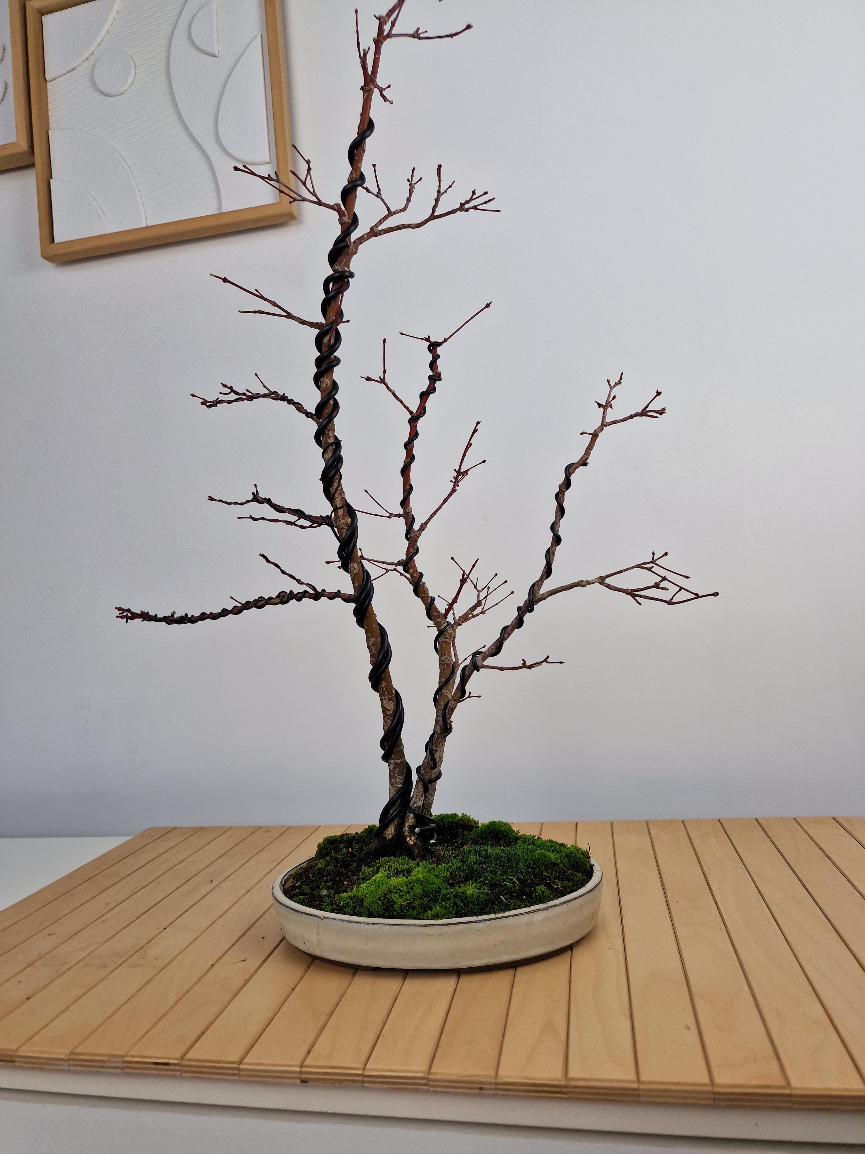 Acer palmatum Triple trunk bonsai No.1