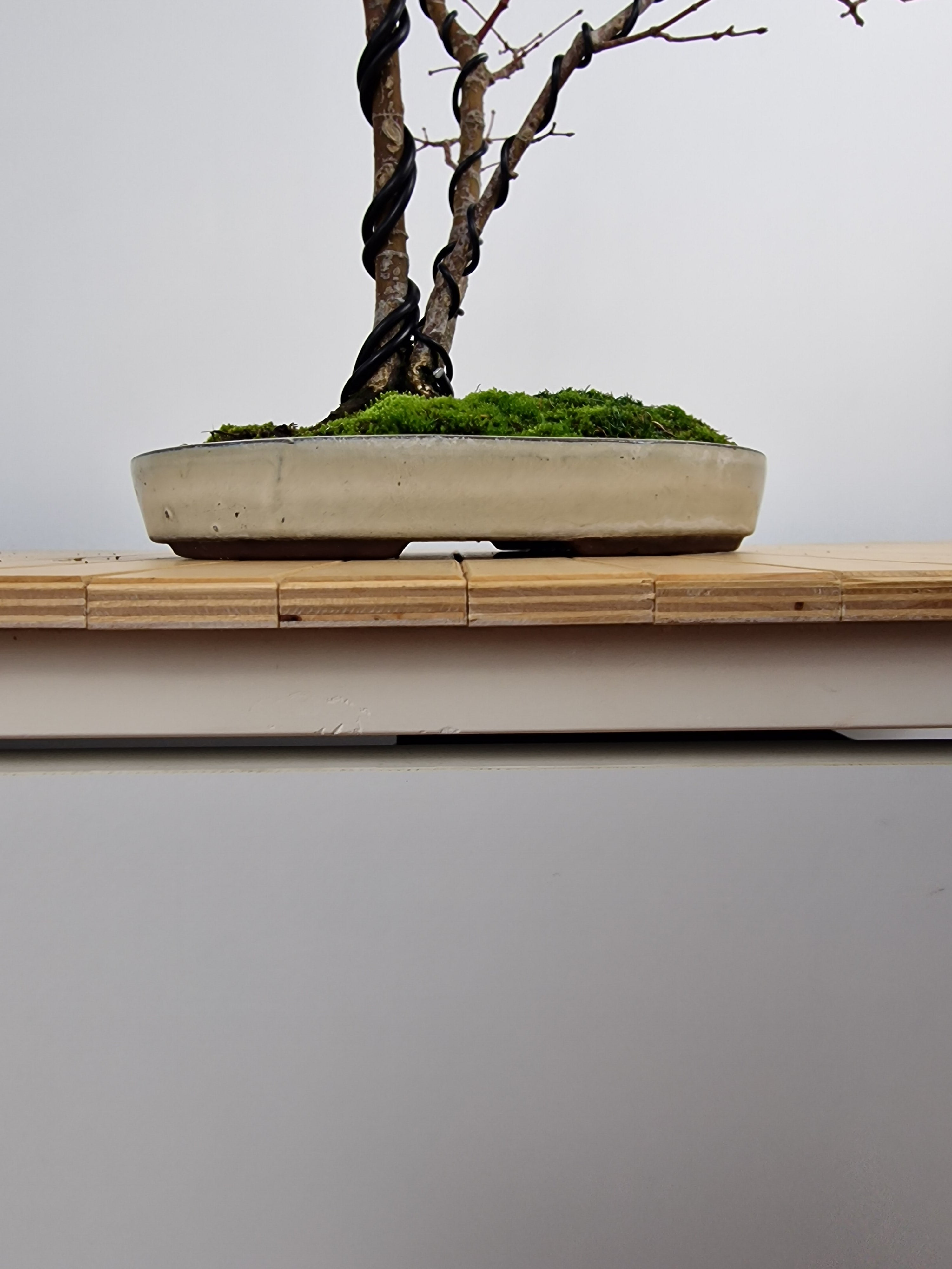 Acer palmatum Triple trunk bonsai No.1