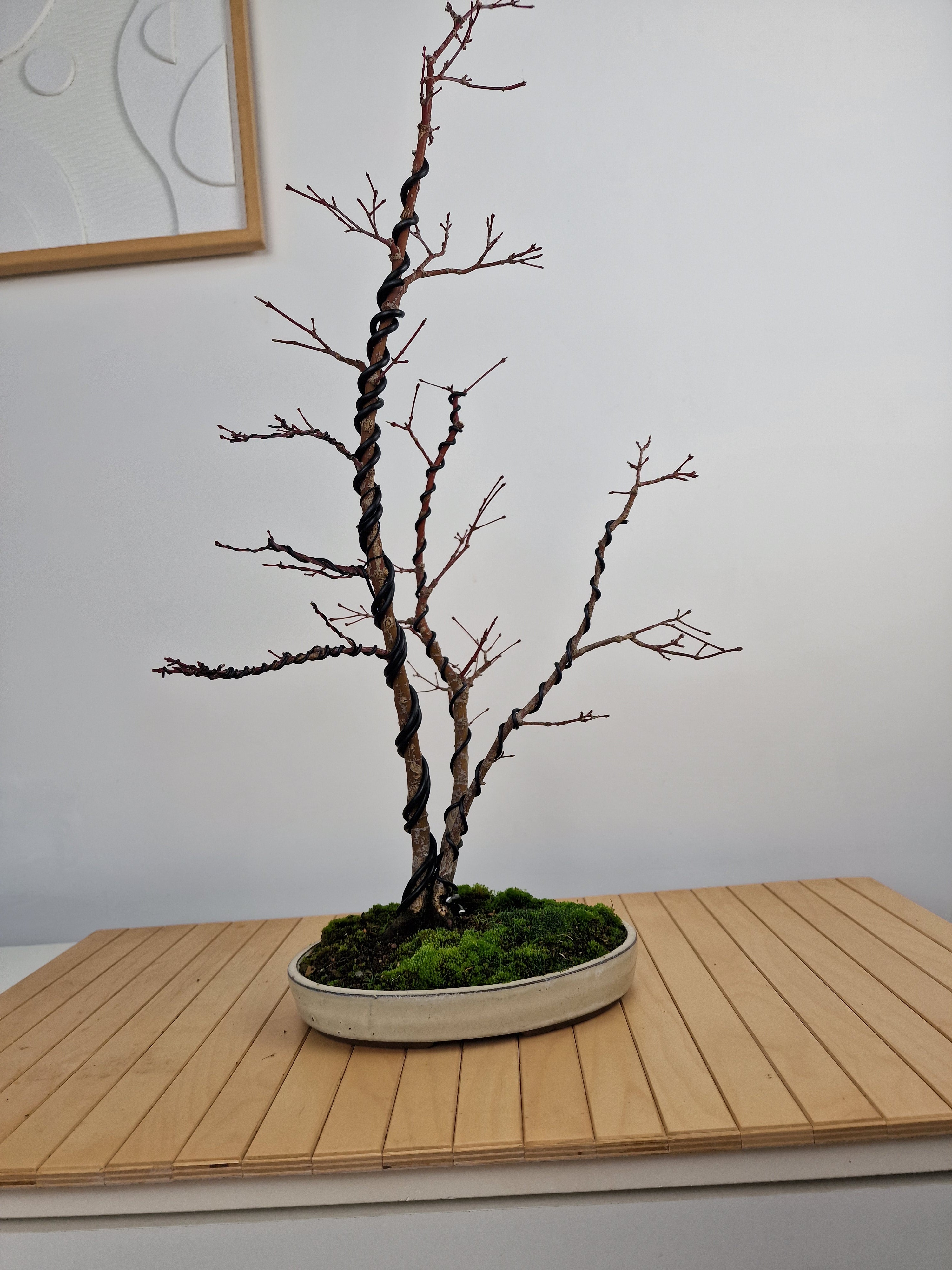 Acer palmatum Triple trunk bonsai No.1