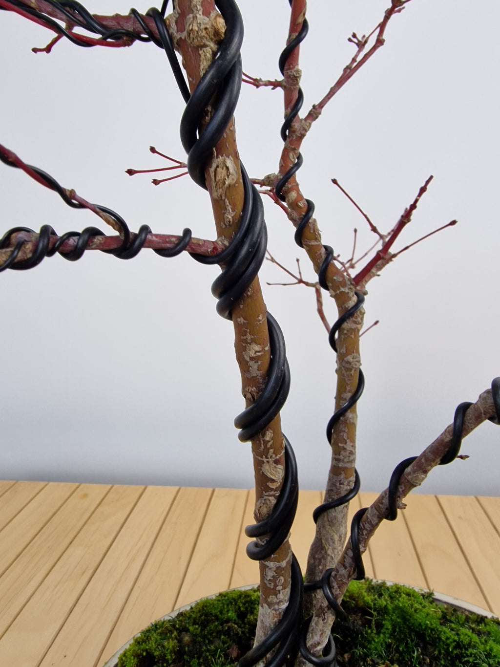 Acer palmatum Triple trunk bonsai No.1