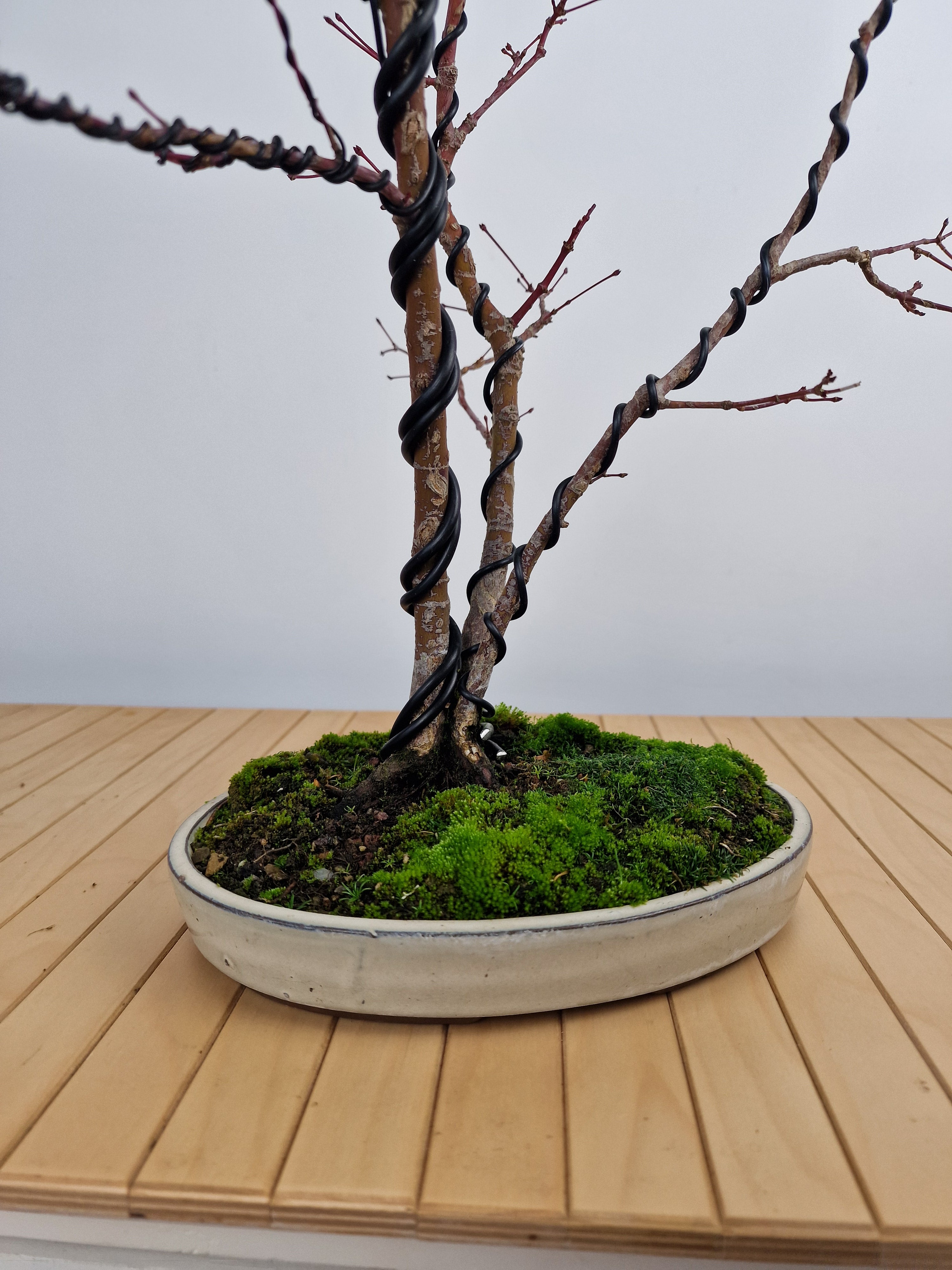 Acer palmatum Triple trunk bonsai No.1