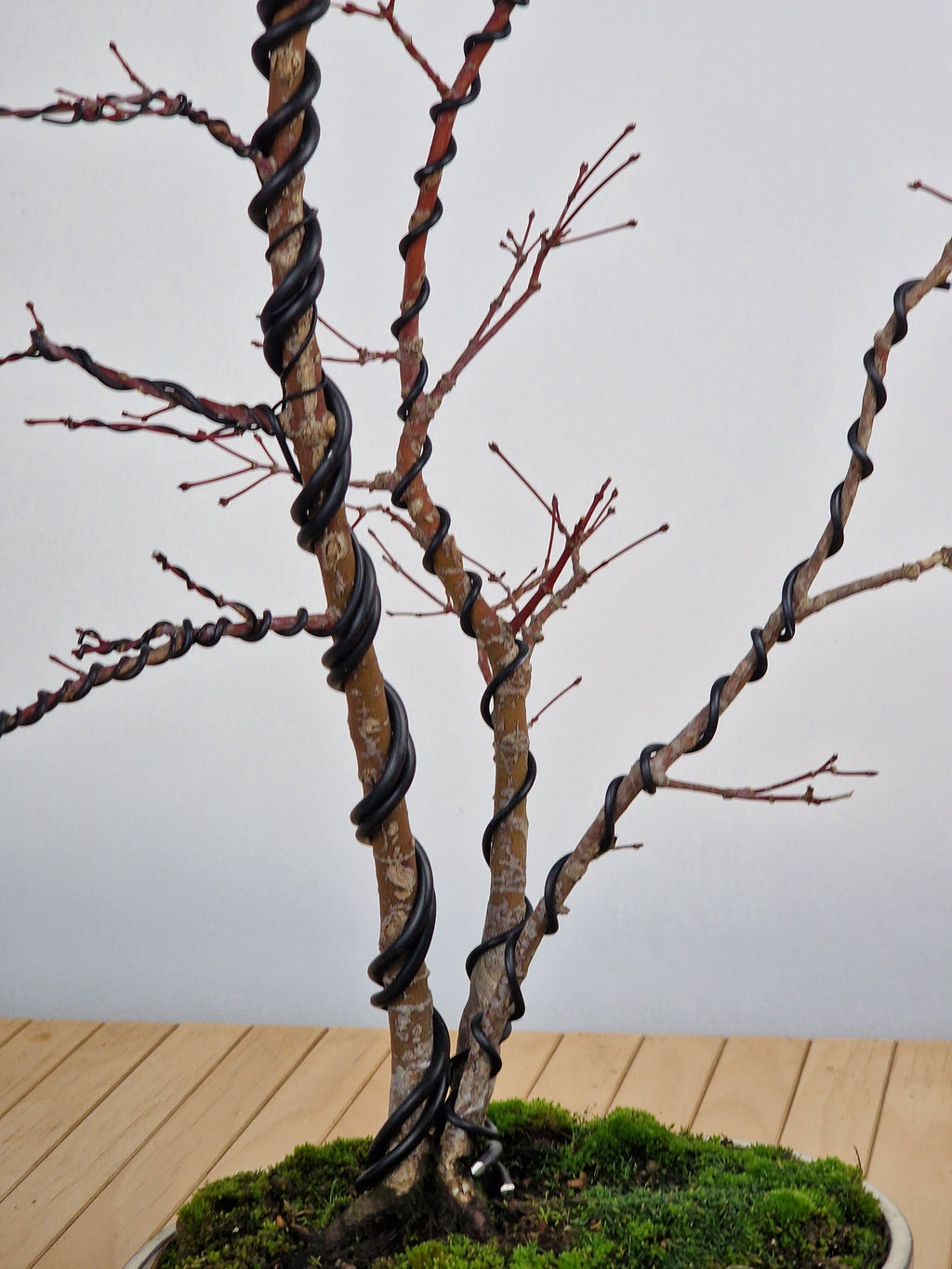 Acer palmatum Triple trunk bonsai No.1