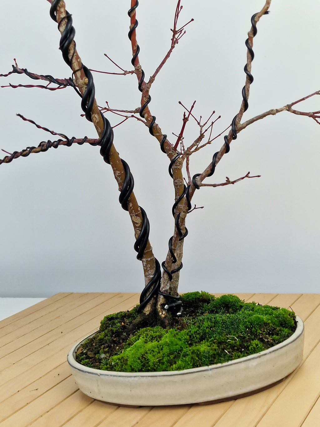 Acer palmatum Triple trunk bonsai No.1