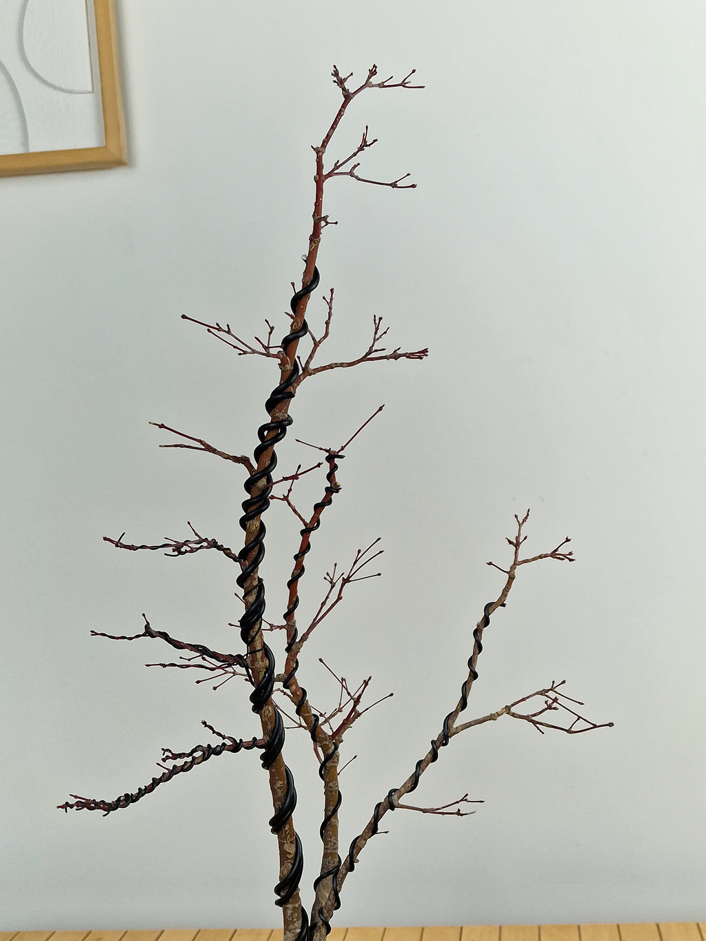 Acer palmatum Triple trunk bonsai No.1