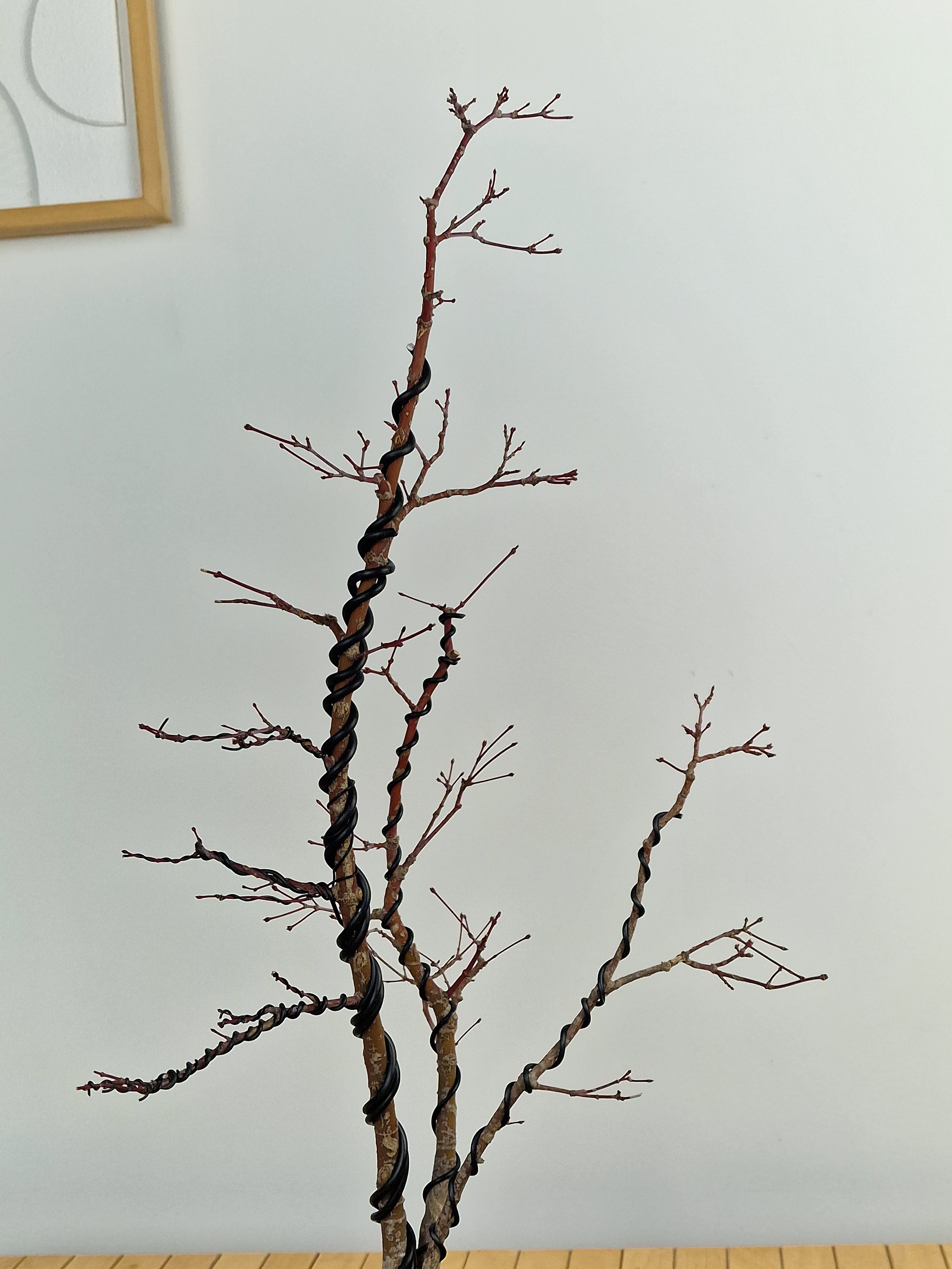 Acer palmatum Triple trunk bonsai No.1