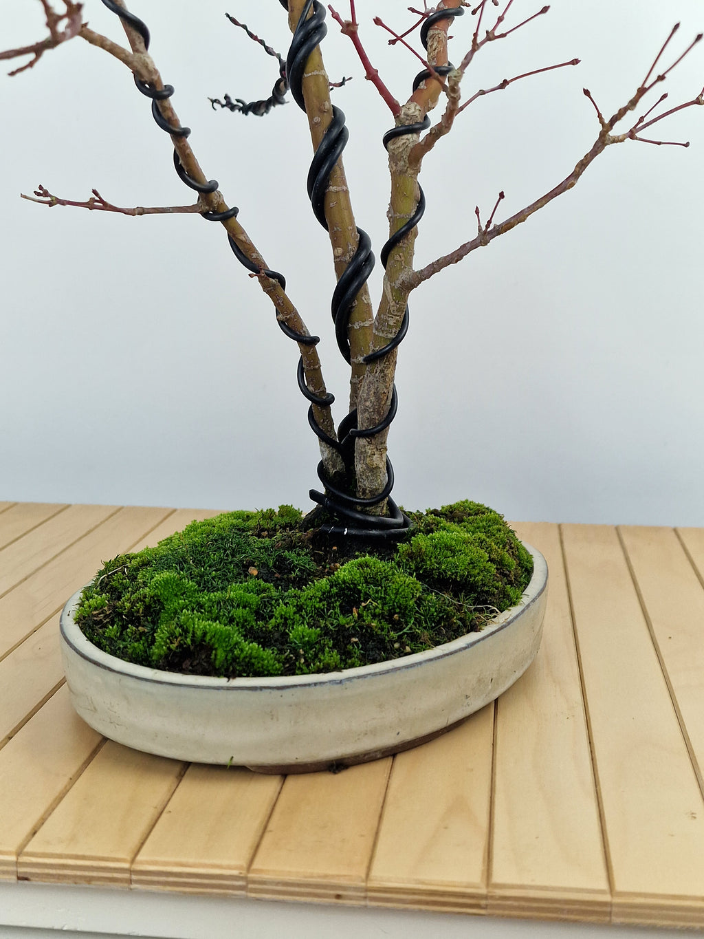 Acer palmatum Triple trunk bonsai No.1