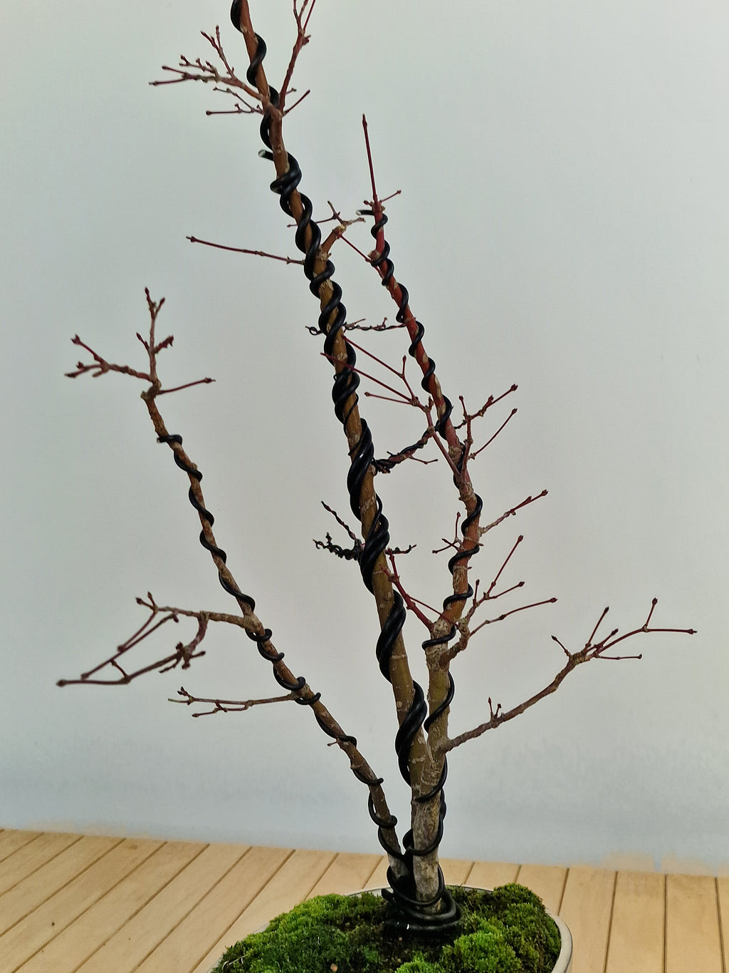Acer palmatum Triple trunk bonsai No.1