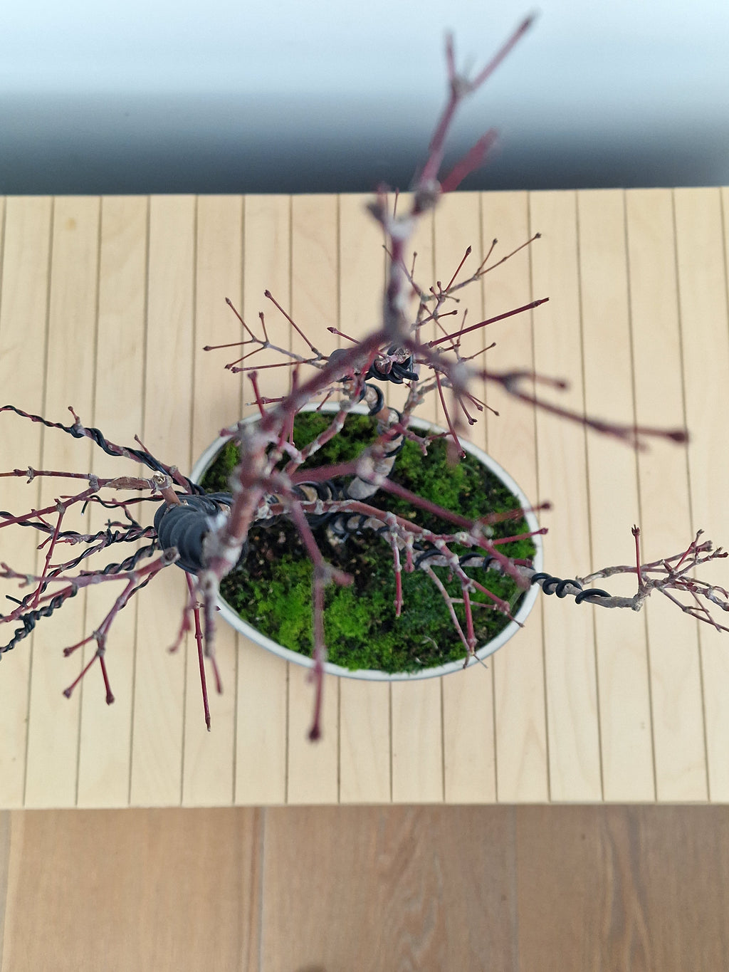 Acer palmatum Triple trunk bonsai No.1