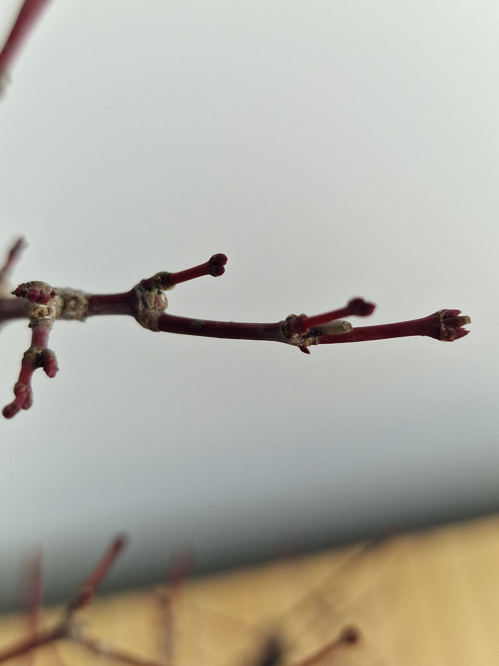 Acer palmatum Triple trunk bonsai No.1