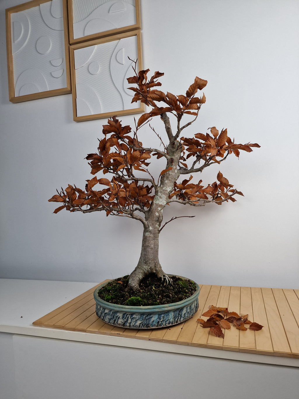 Fagus sylvatica bonsai No.1