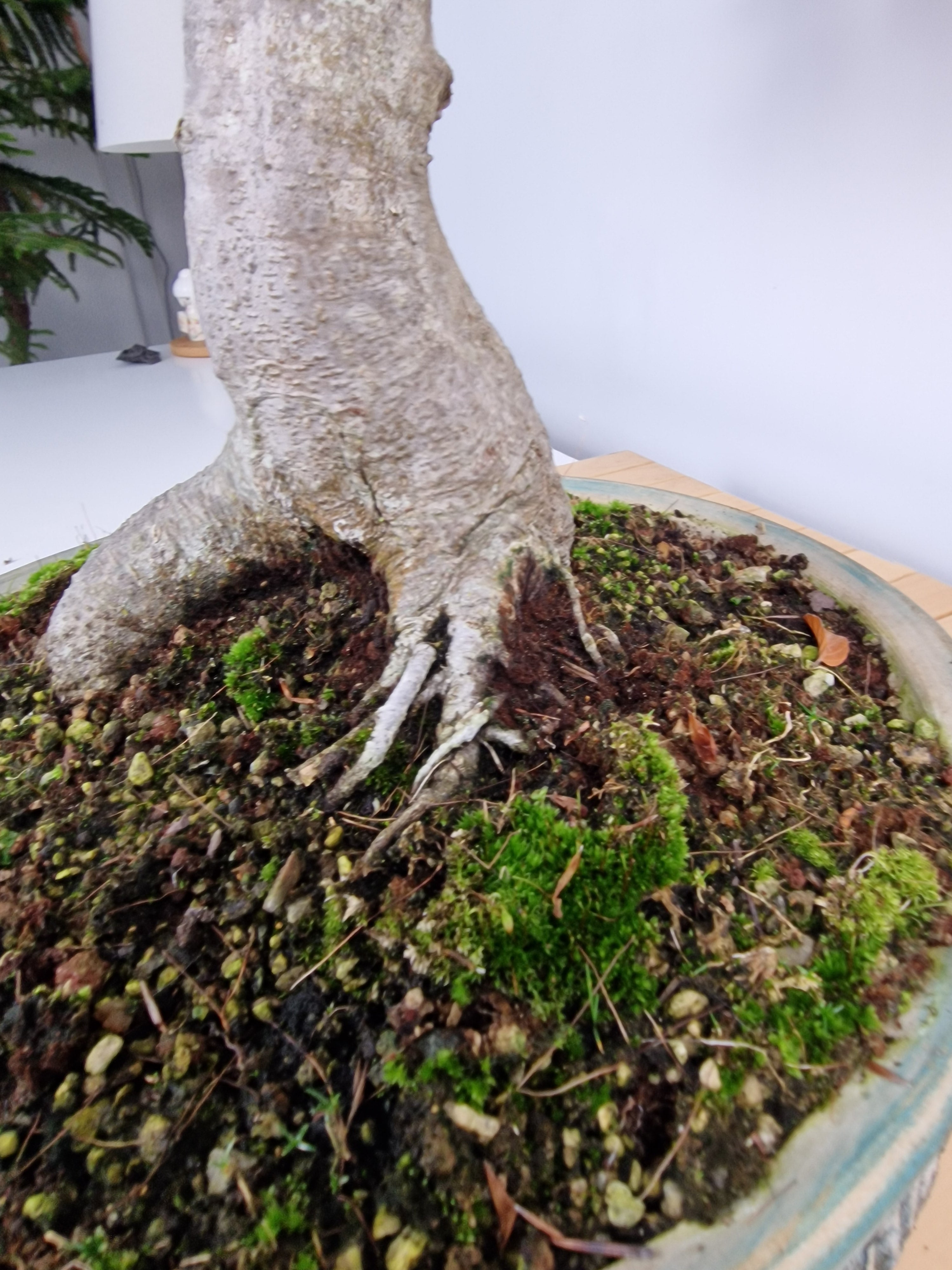 Fagus sylvatica bonsai No.1