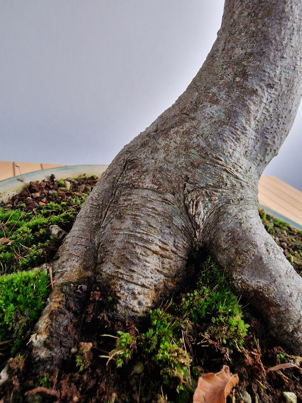 Fagus sylvatica bonsai No.1