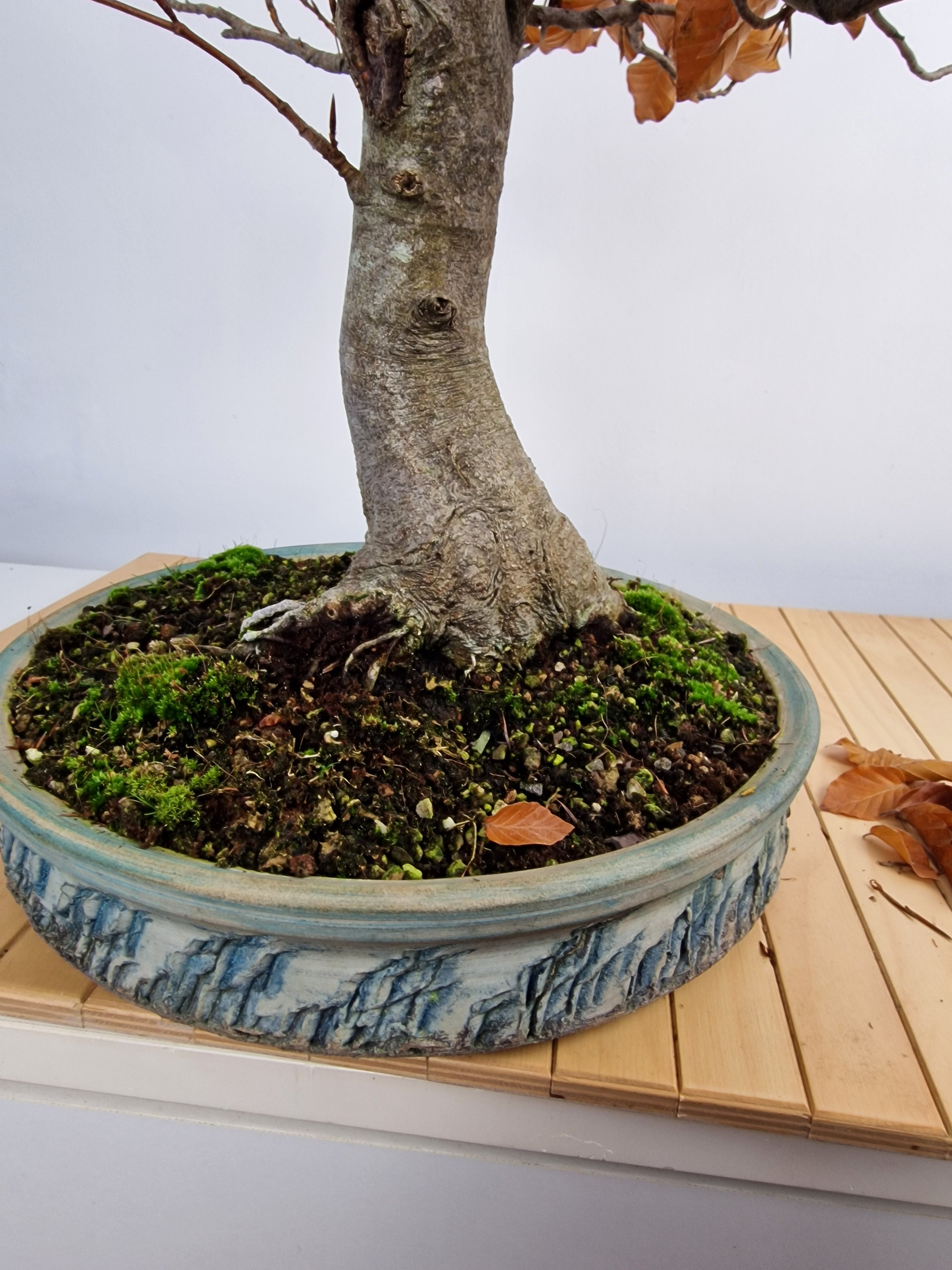Fagus sylvatica bonsai No.1