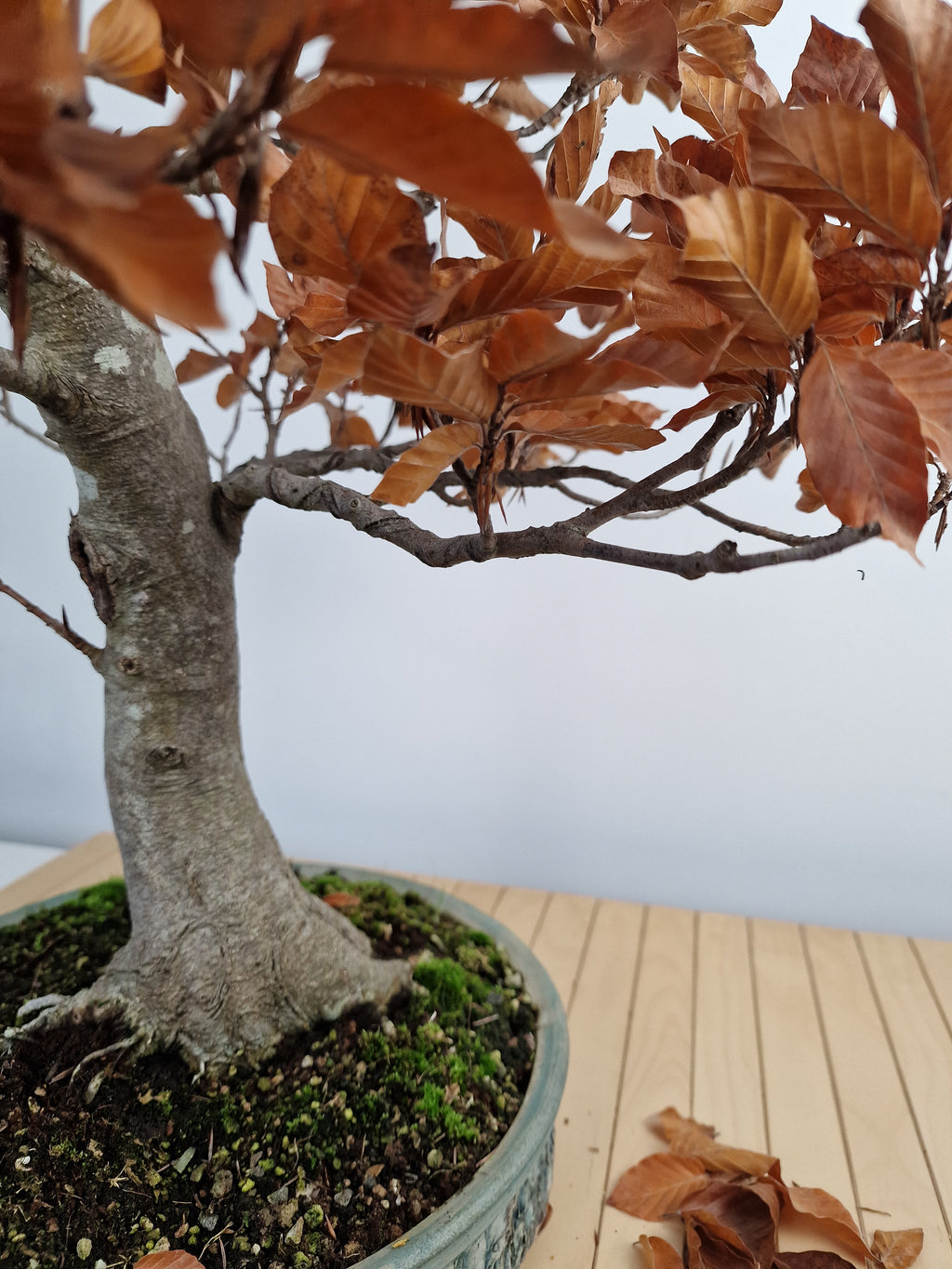 Fagus sylvatica bonsai No.1