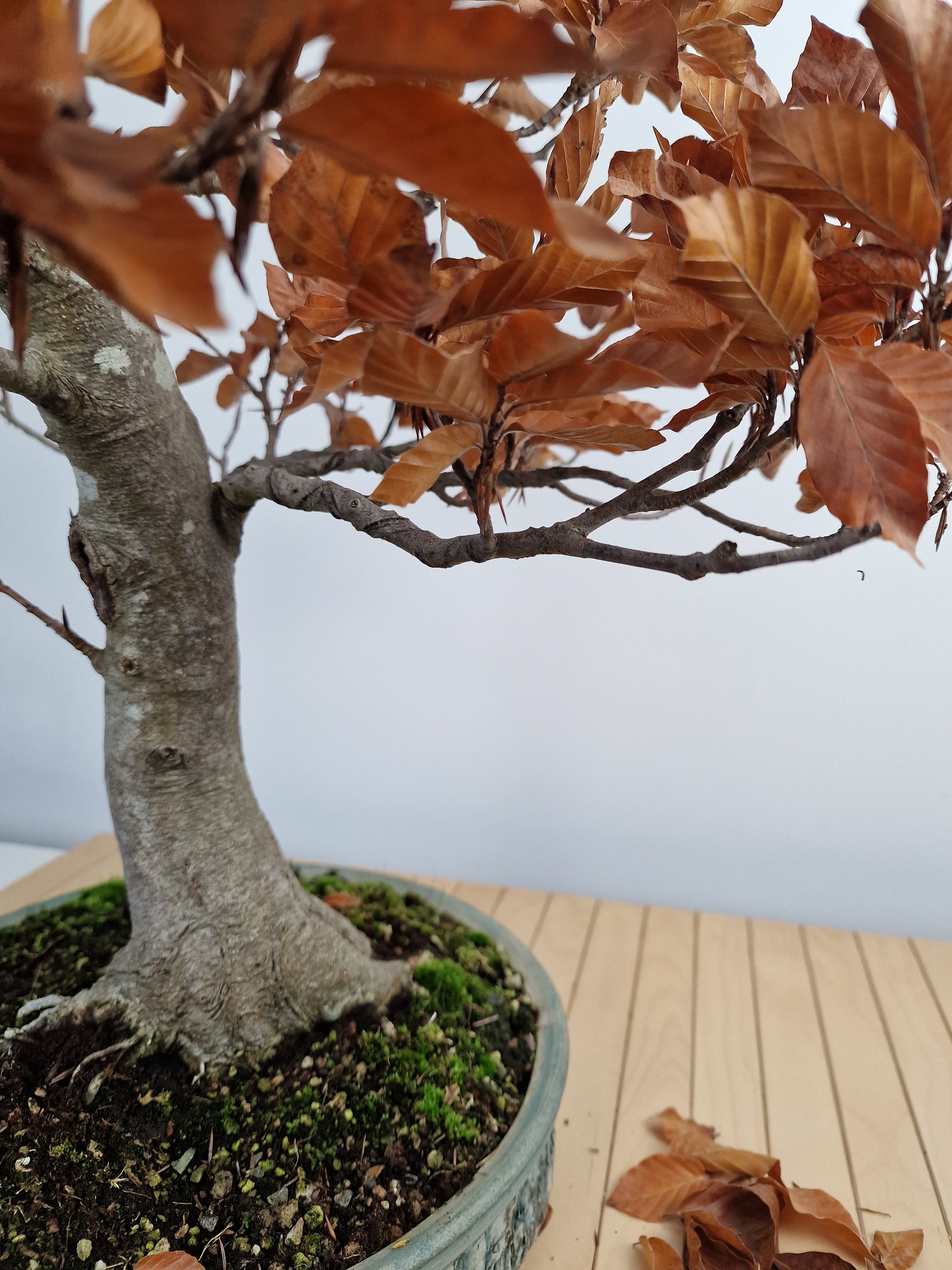 Fagus sylvatica bonsai No.1