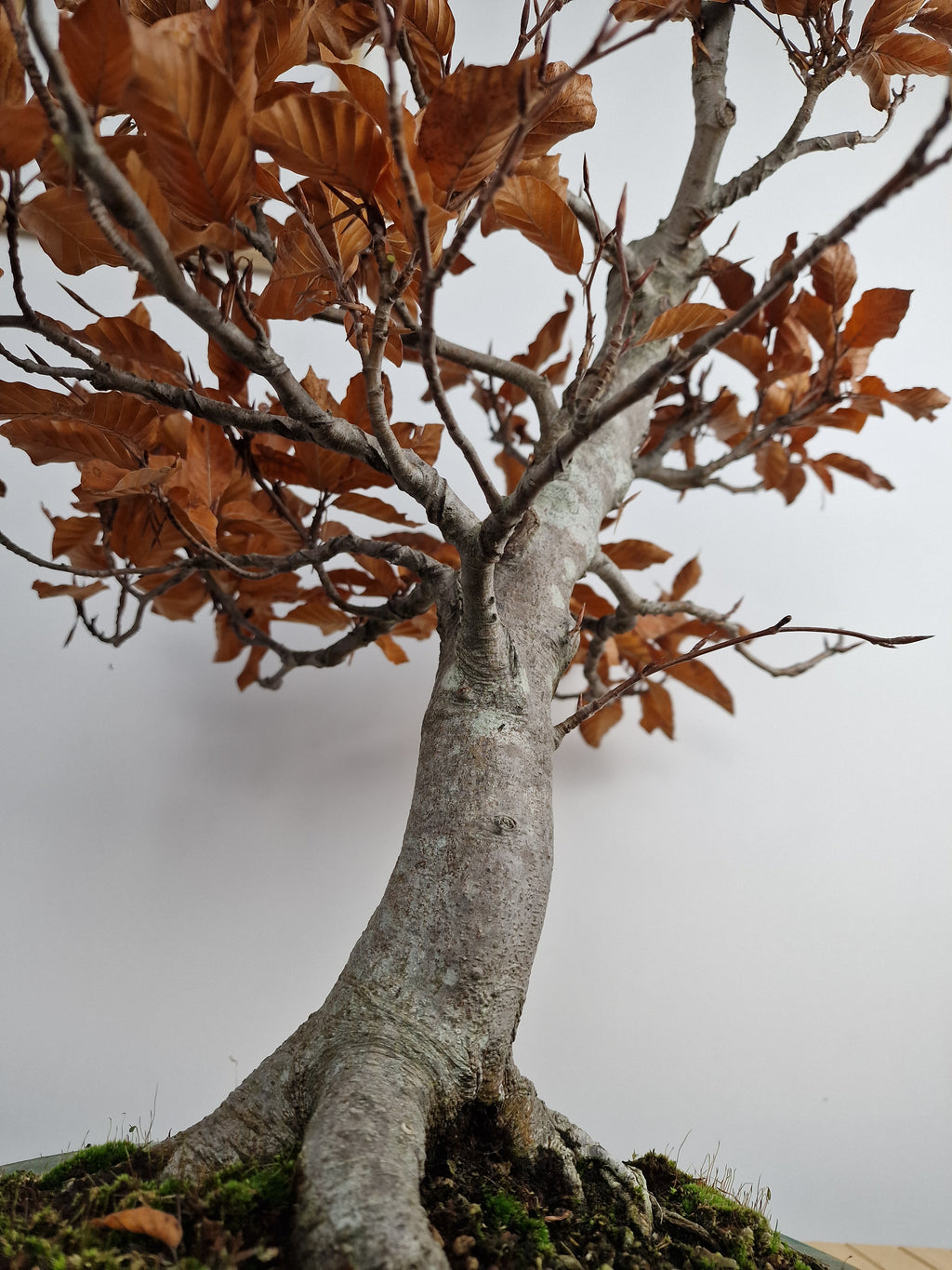 Fagus sylvatica bonsai No.1