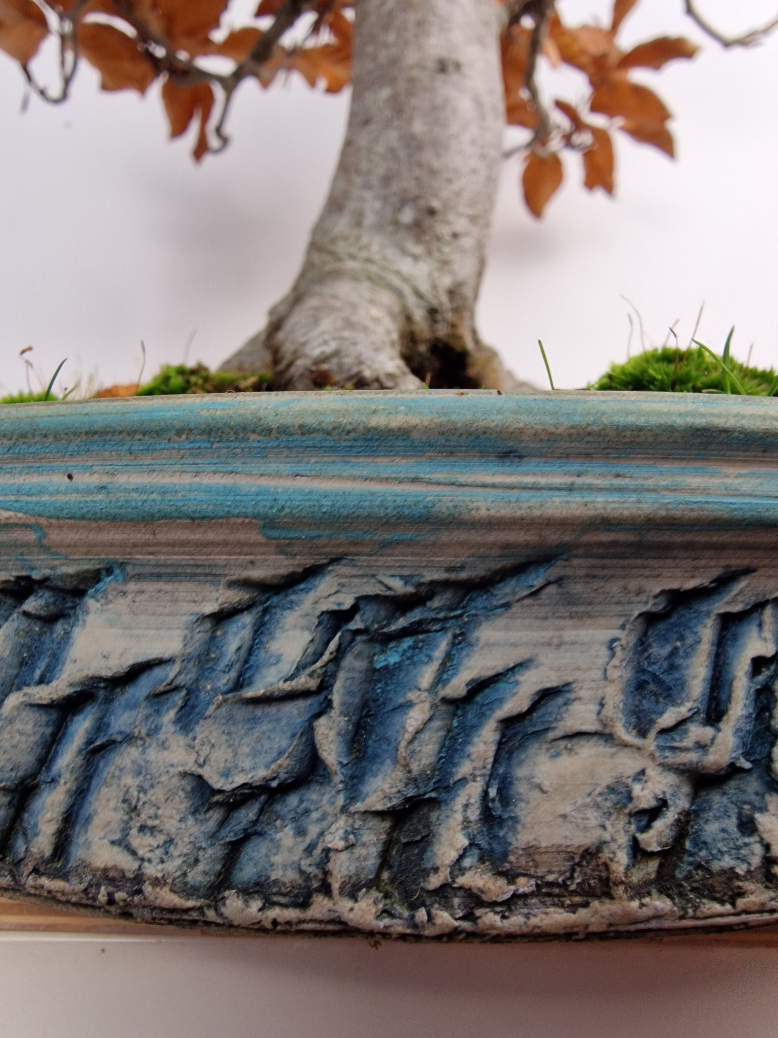 Fagus sylvatica bonsai No.1