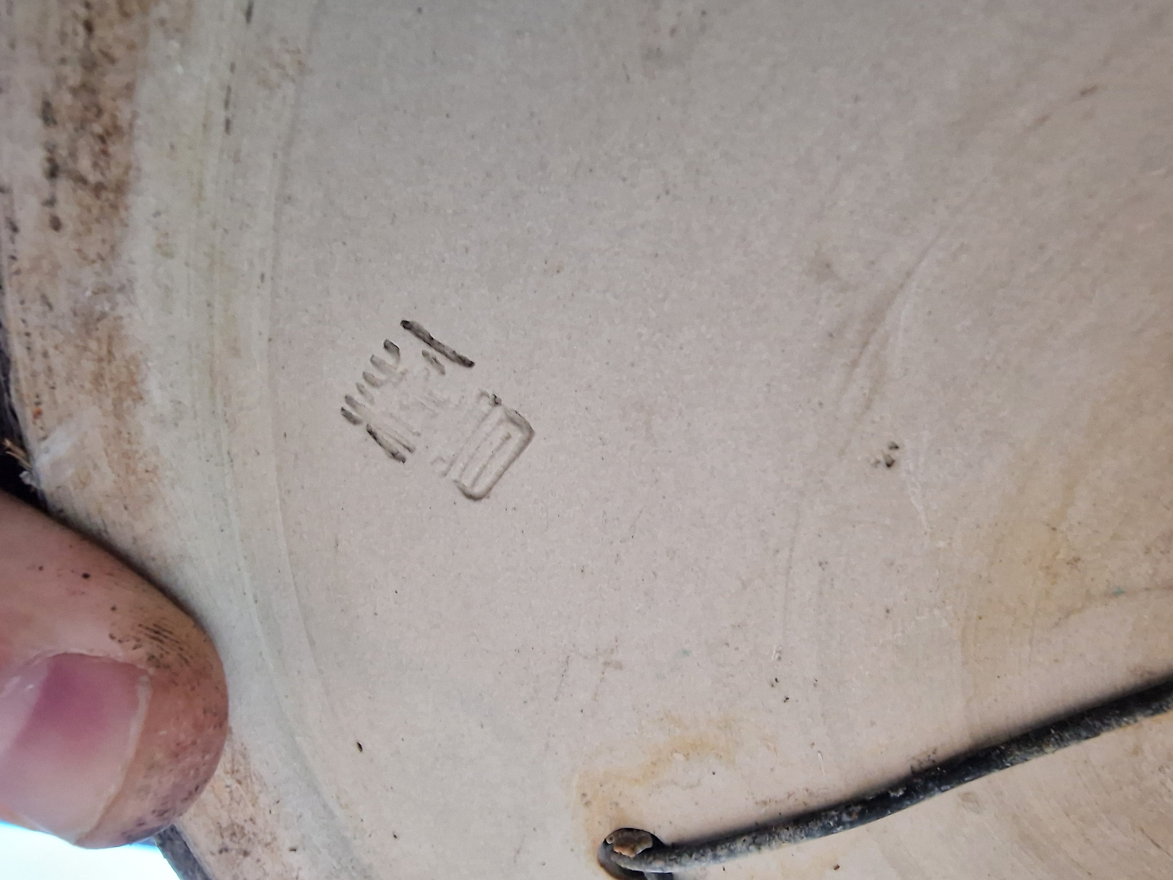 Fagus sylvatica bonsai No.1