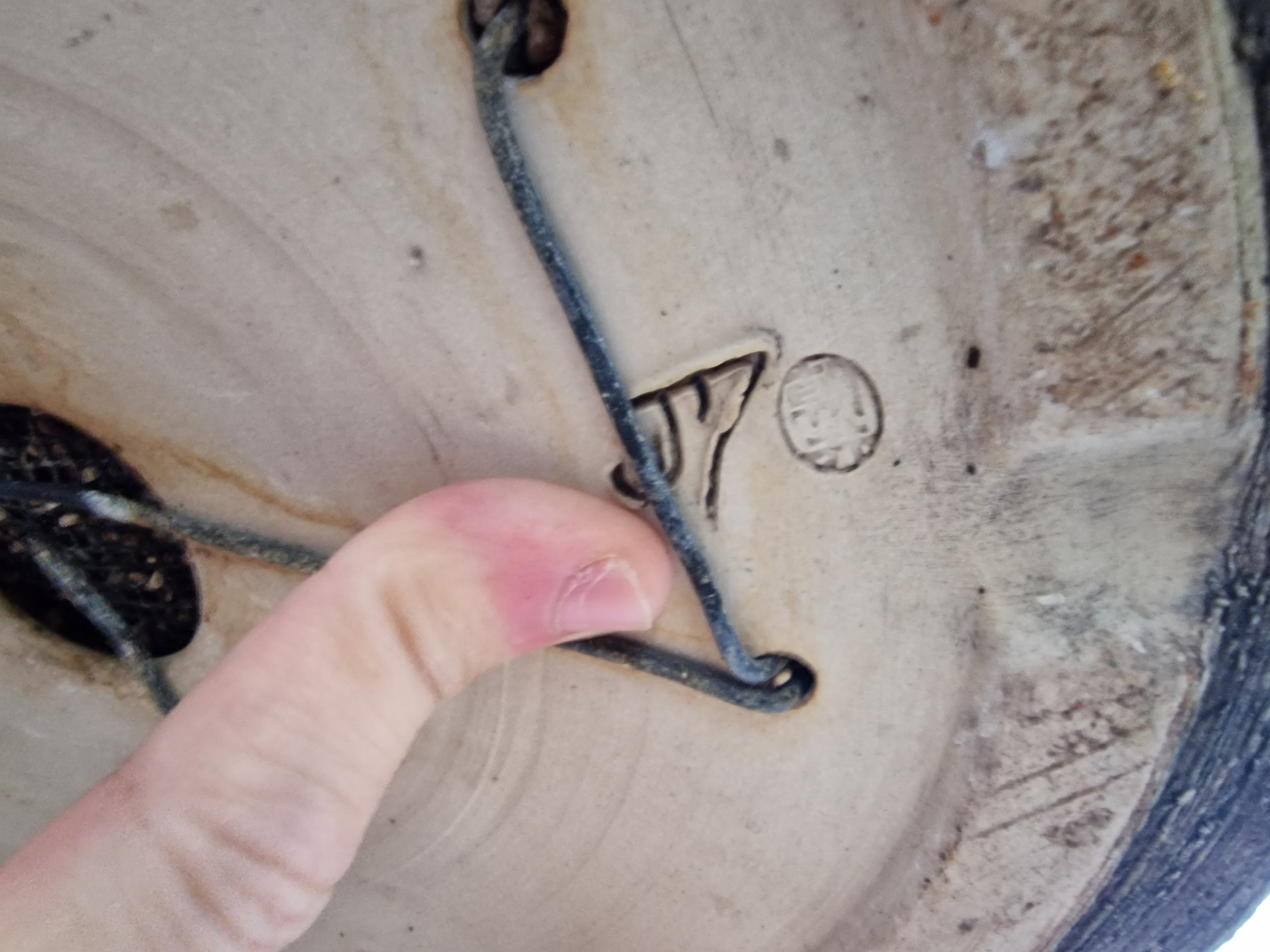 Fagus sylvatica bonsai No.1