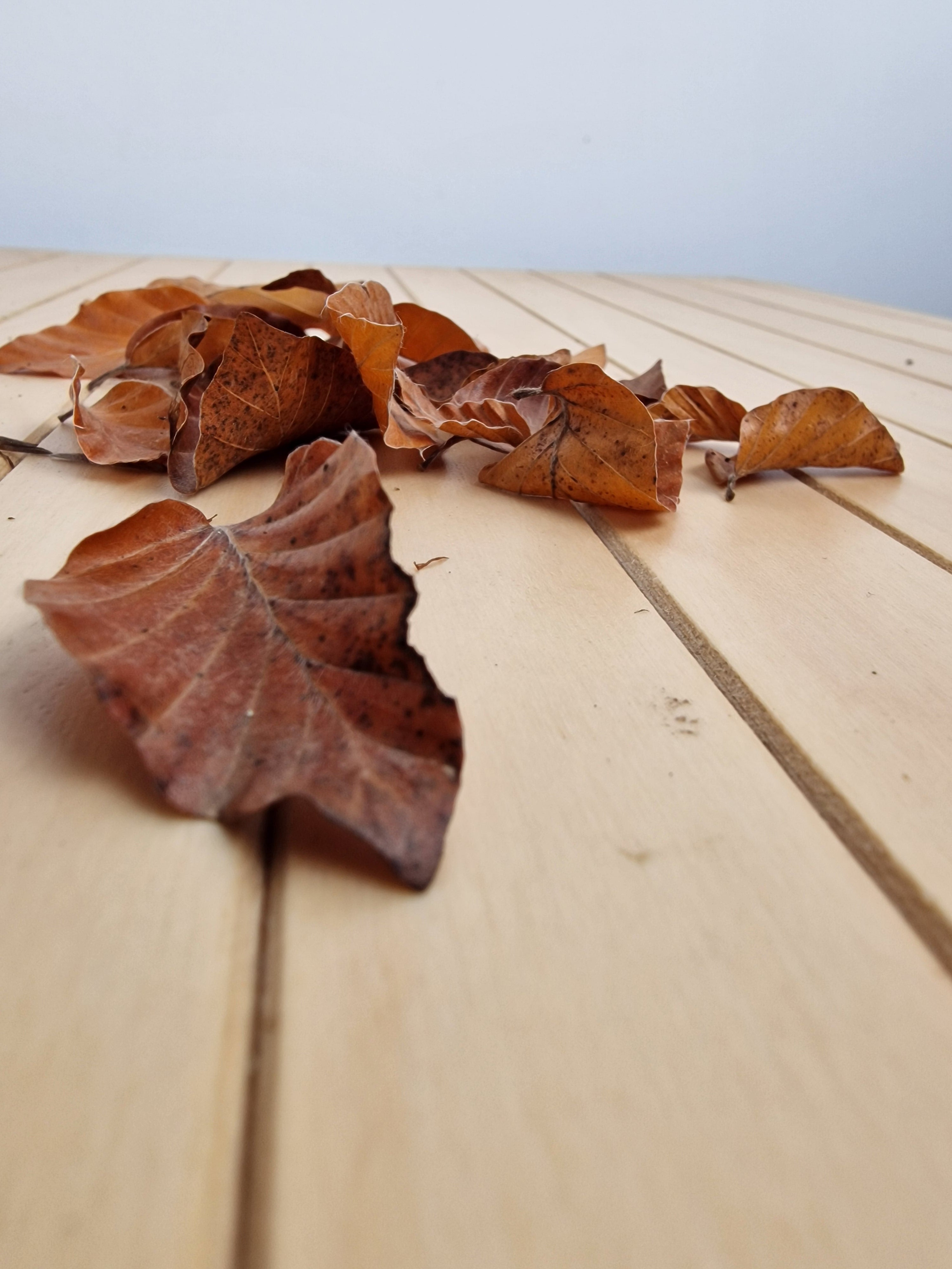Fagus sylvatica bonsai No.1