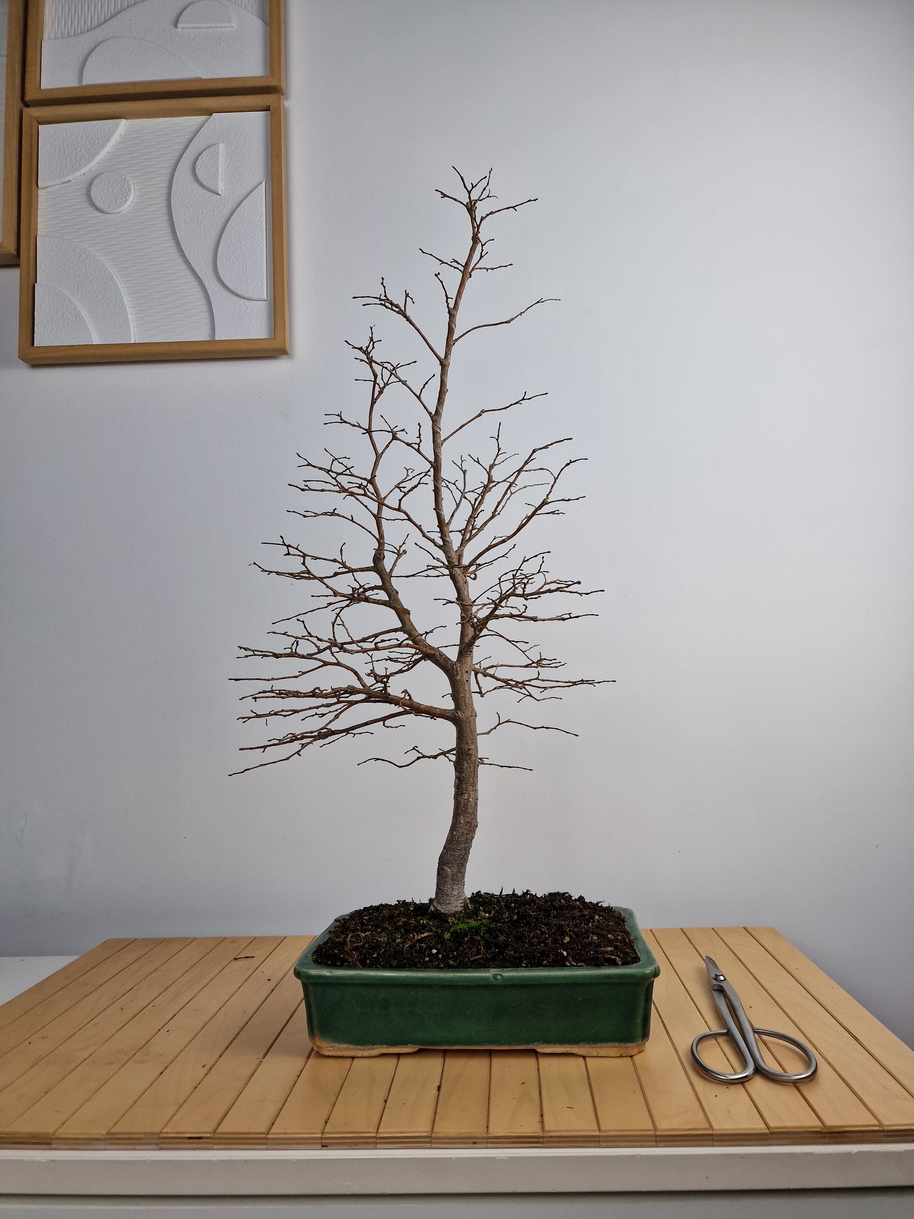 Ulmus Minor bonsai No. 1