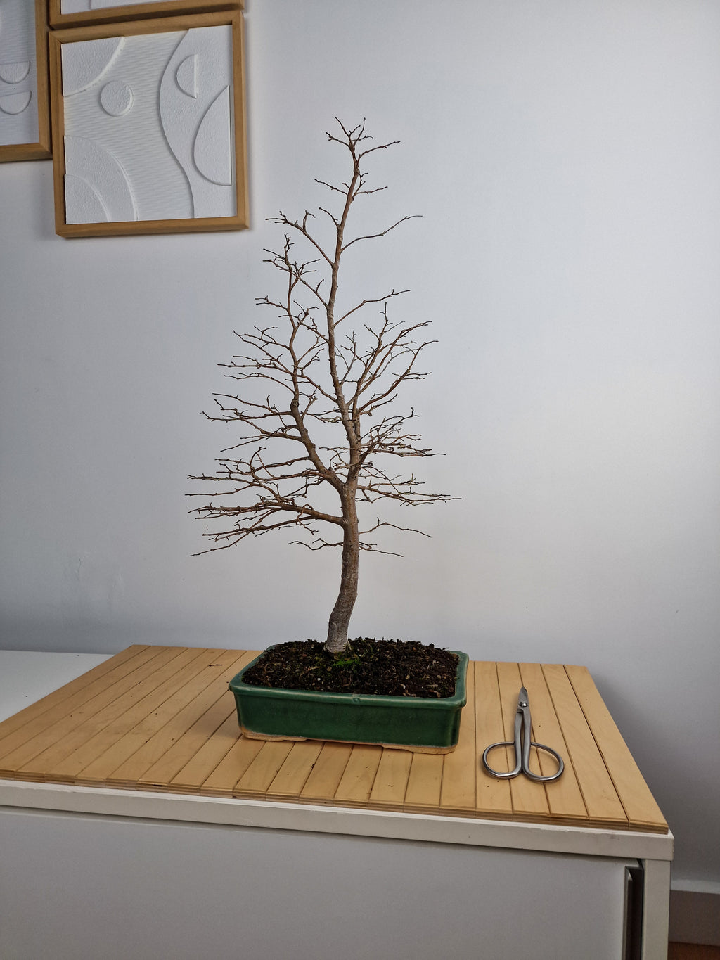 Ulmus Minor bonsai No. 1