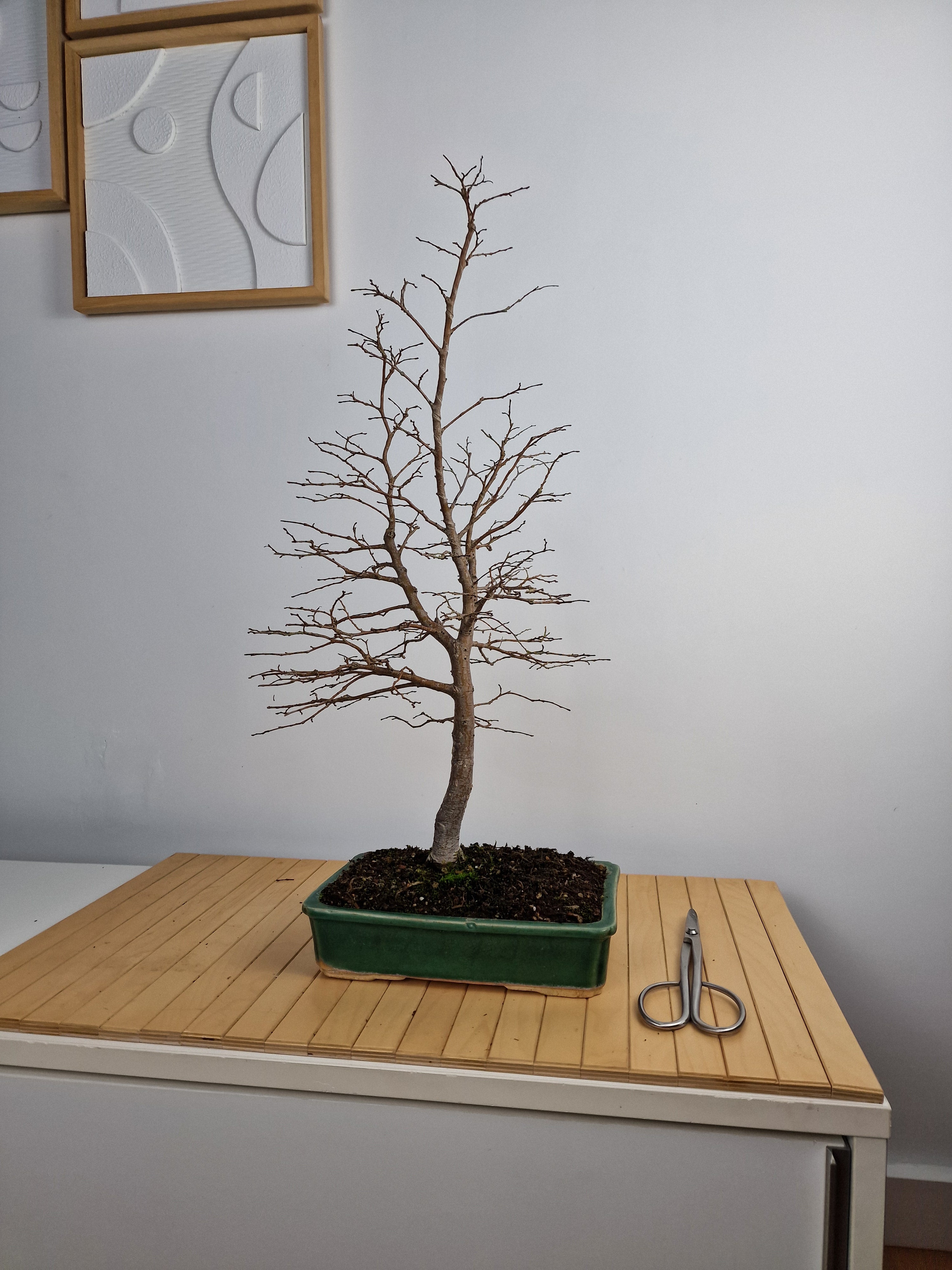 Ulmus Minor bonsai No. 1